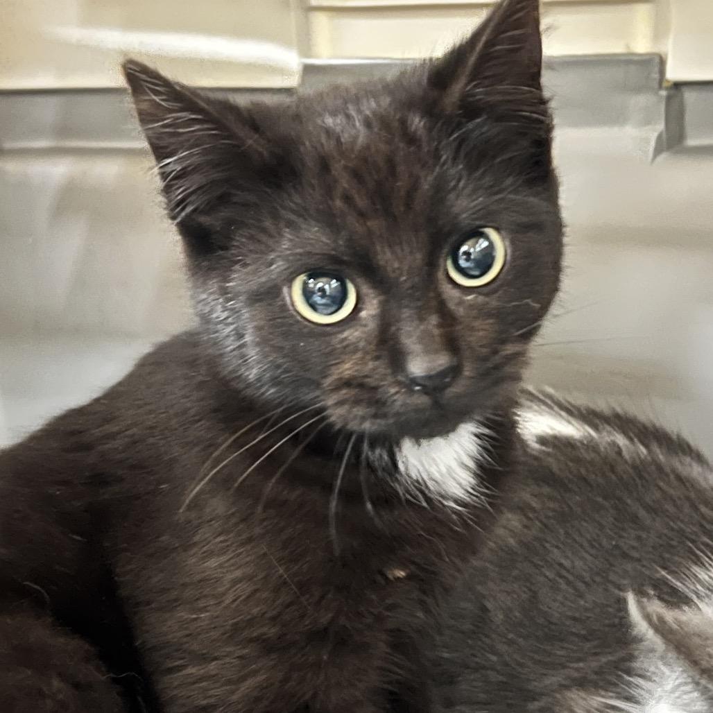 Peaches, Adoptable, Adult Female Domestic Short Hair.