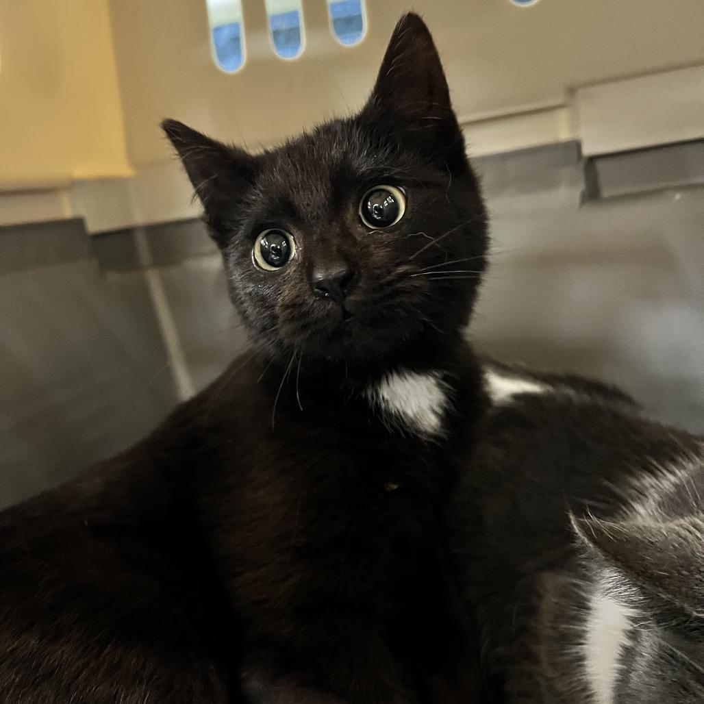 Enlarge Peaches, a Adoptable Domestic Short Hair in Corbin, KY image 2/2