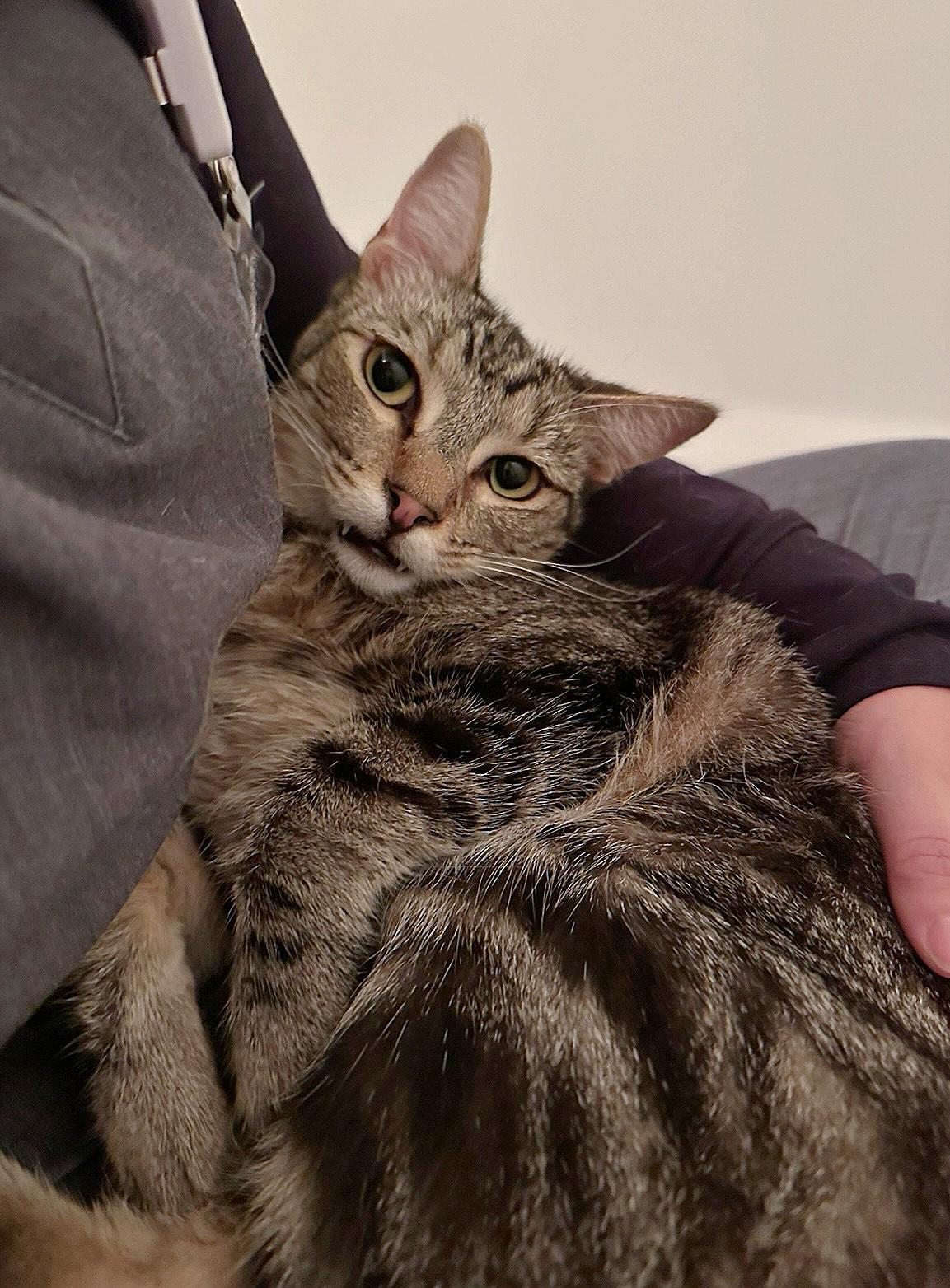 Piggy and Sesame (bonded pair)