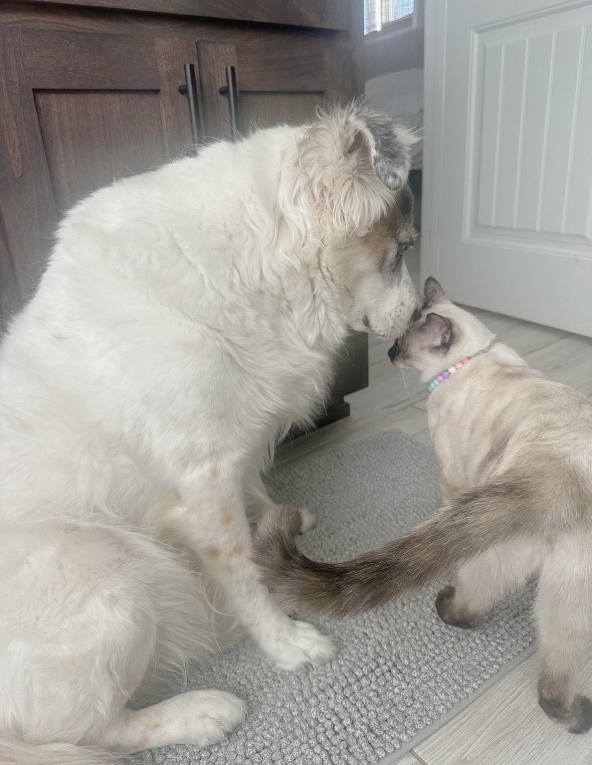 Piggy and Sesame (bonded pair)