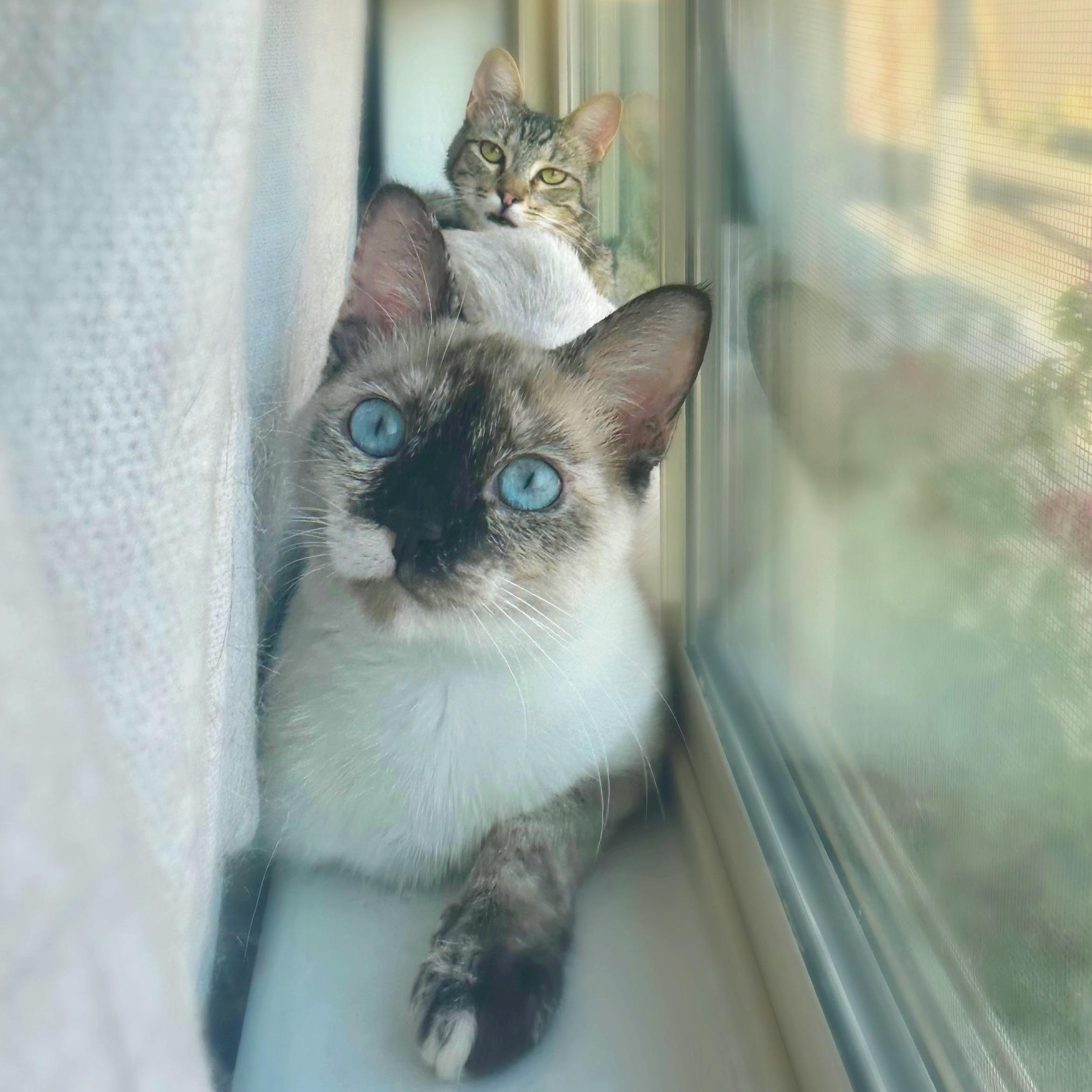 Piggy and Sesame (bonded pair)