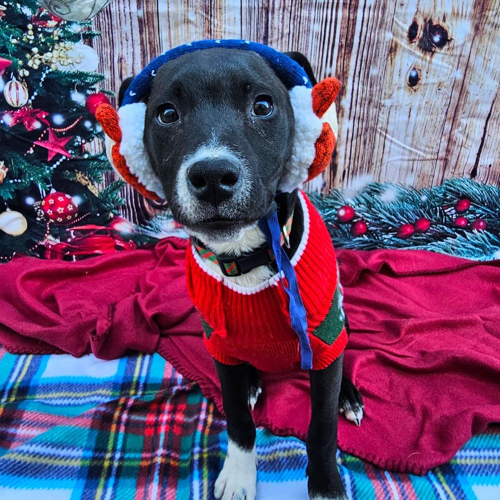 Enlarge Minie, a Adoptable Pit Bull Terrier in Chandler, AZ image 1/6