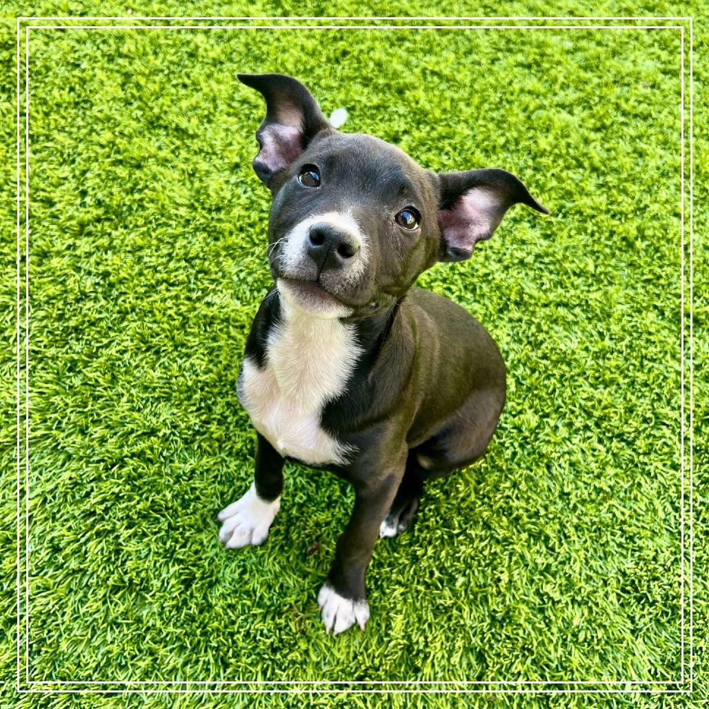 Enlarge Minie, a Adoptable Pit Bull Terrier in Chandler, AZ image 2/6