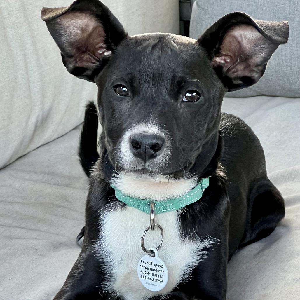 Enlarge Minie, a Adoptable Pit Bull Terrier in Chandler, AZ image 3/6