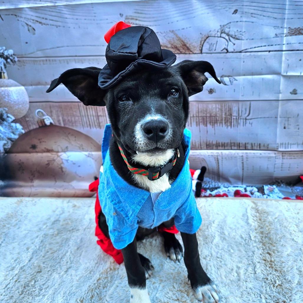 Enlarge Minie, a Adoptable Pit Bull Terrier in Chandler, AZ image 4/6