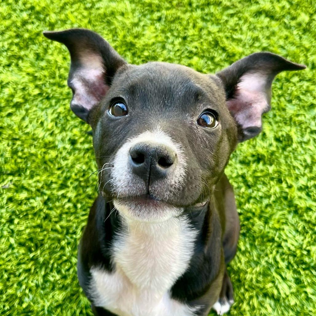 Enlarge Minie, a Adoptable Pit Bull Terrier in Chandler, AZ image 6/6