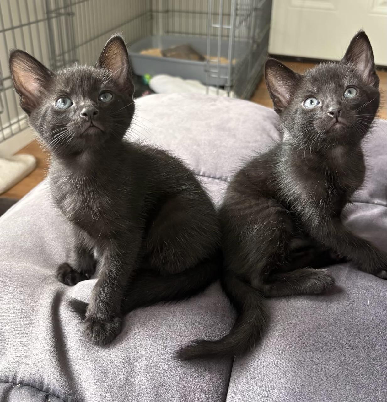 Petey and Pablo, Adoptable, Kitten Male American Shorthair.