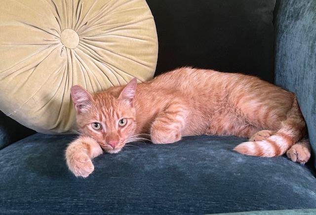 Leo  -  Contact Sylva Tabby Cat