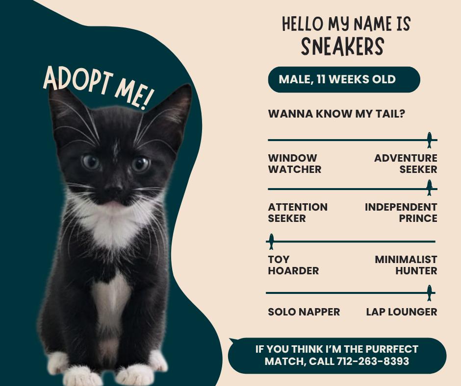 Enlarge Sneakers, a Adoptable Domestic Short Hair in Denison, IA image 1/1