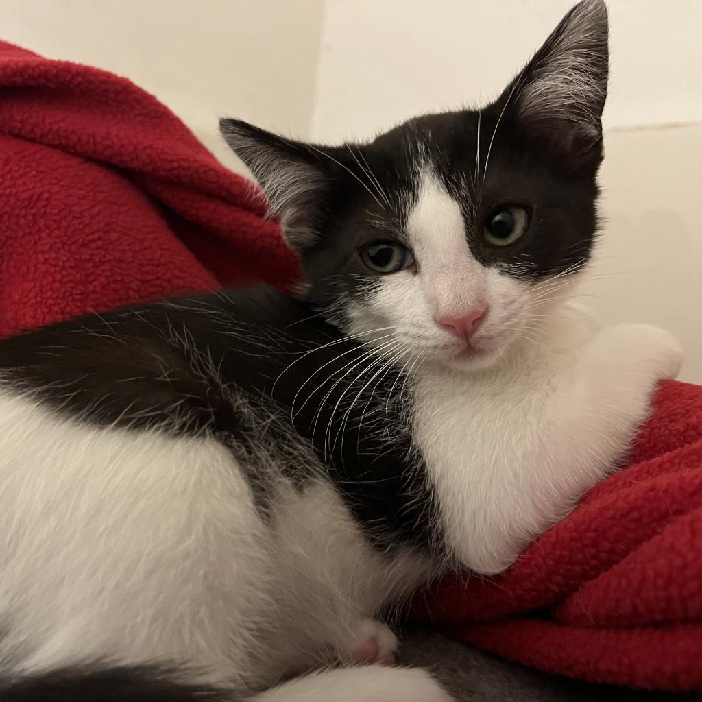 Poke — thumbnail 3