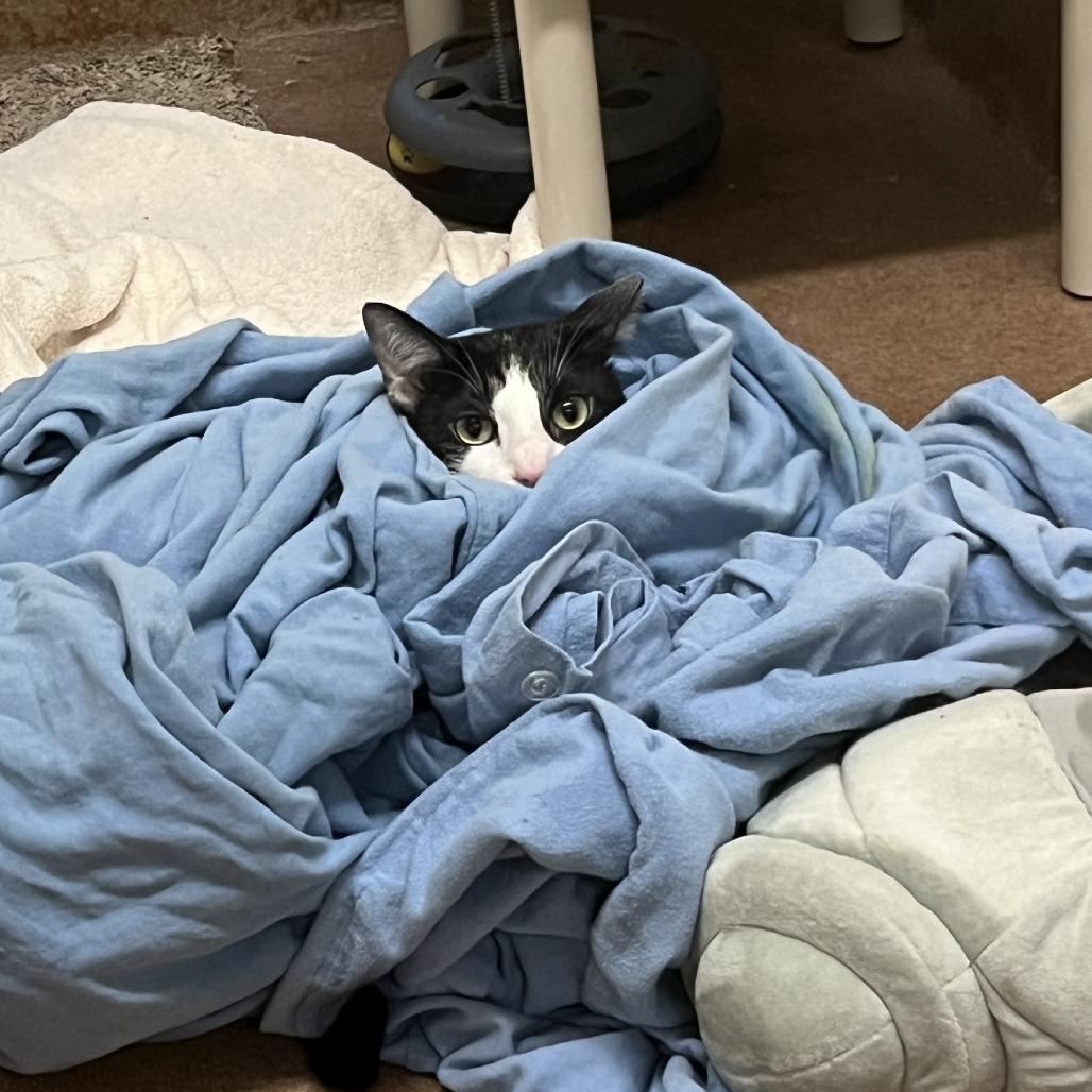 Poke — thumbnail 4