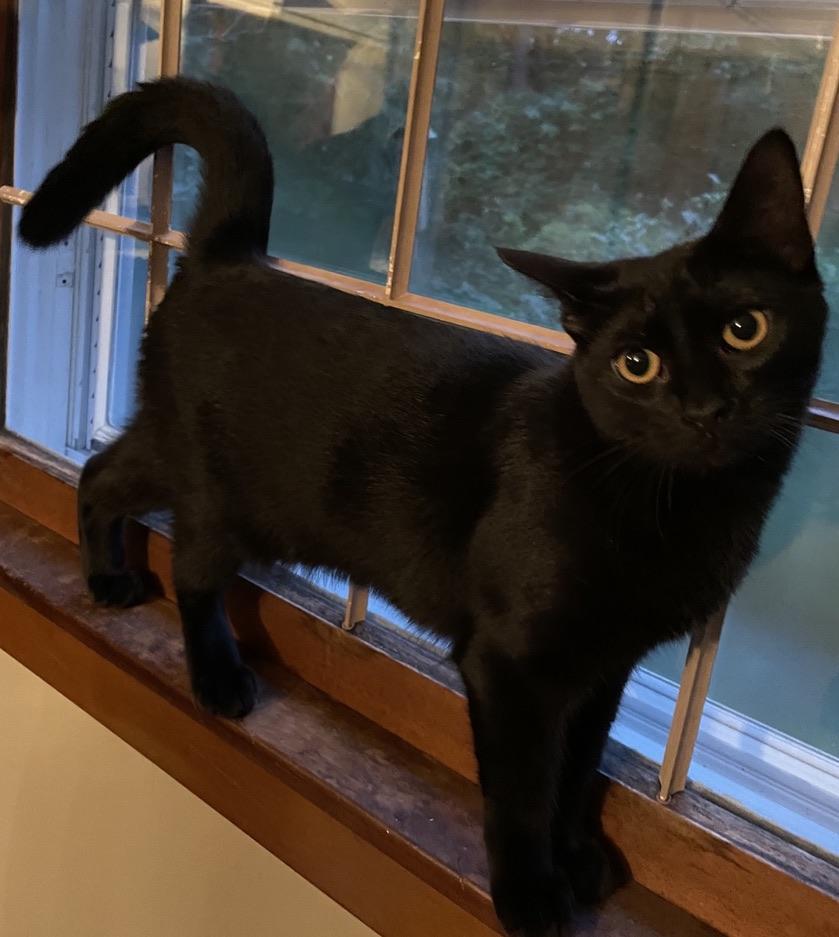 Rose, Adoptable, Young Female Domestic Short Hair.