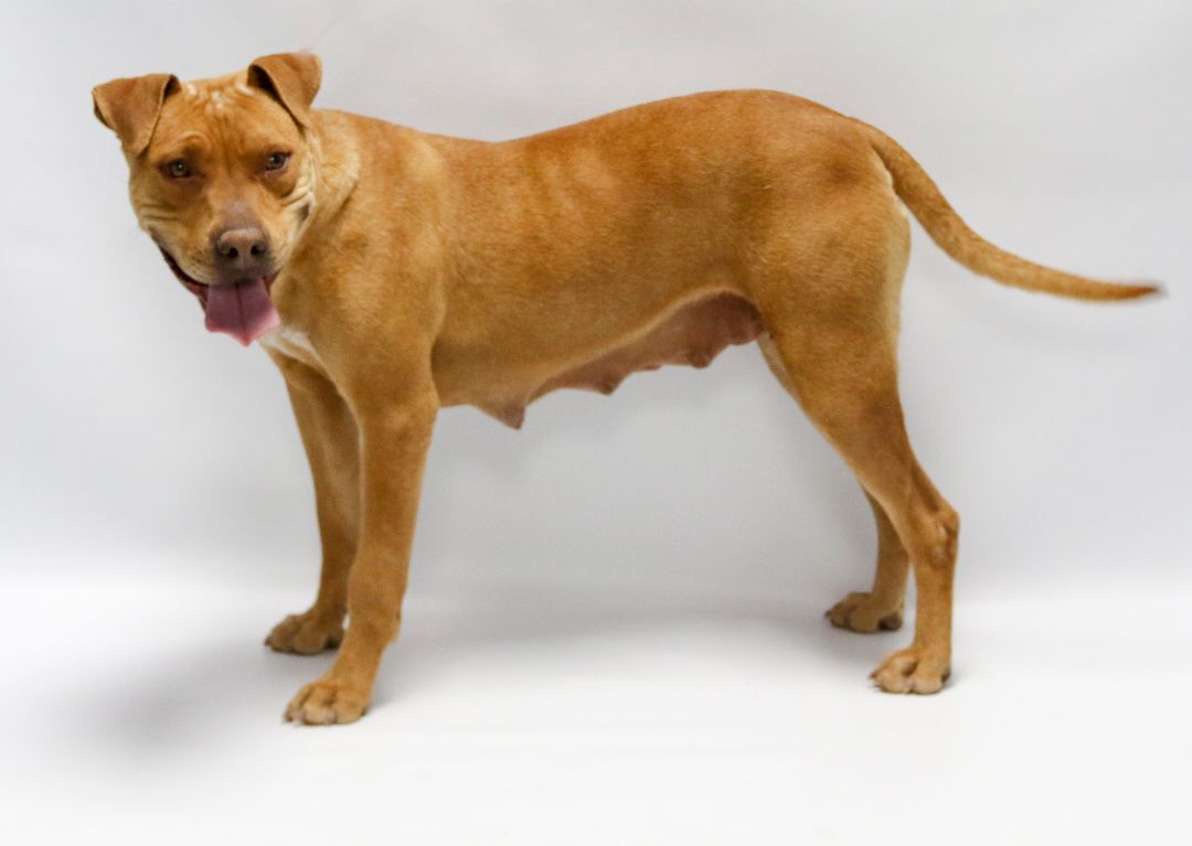 Enlarge Lorelei, a Adoptable mixed breed in Casa Grande, AZ image 5/6
