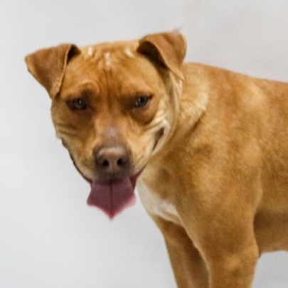 Lorelei, Adoptable, Young Female Labrador Retriever & American Staffordshire Terrier.