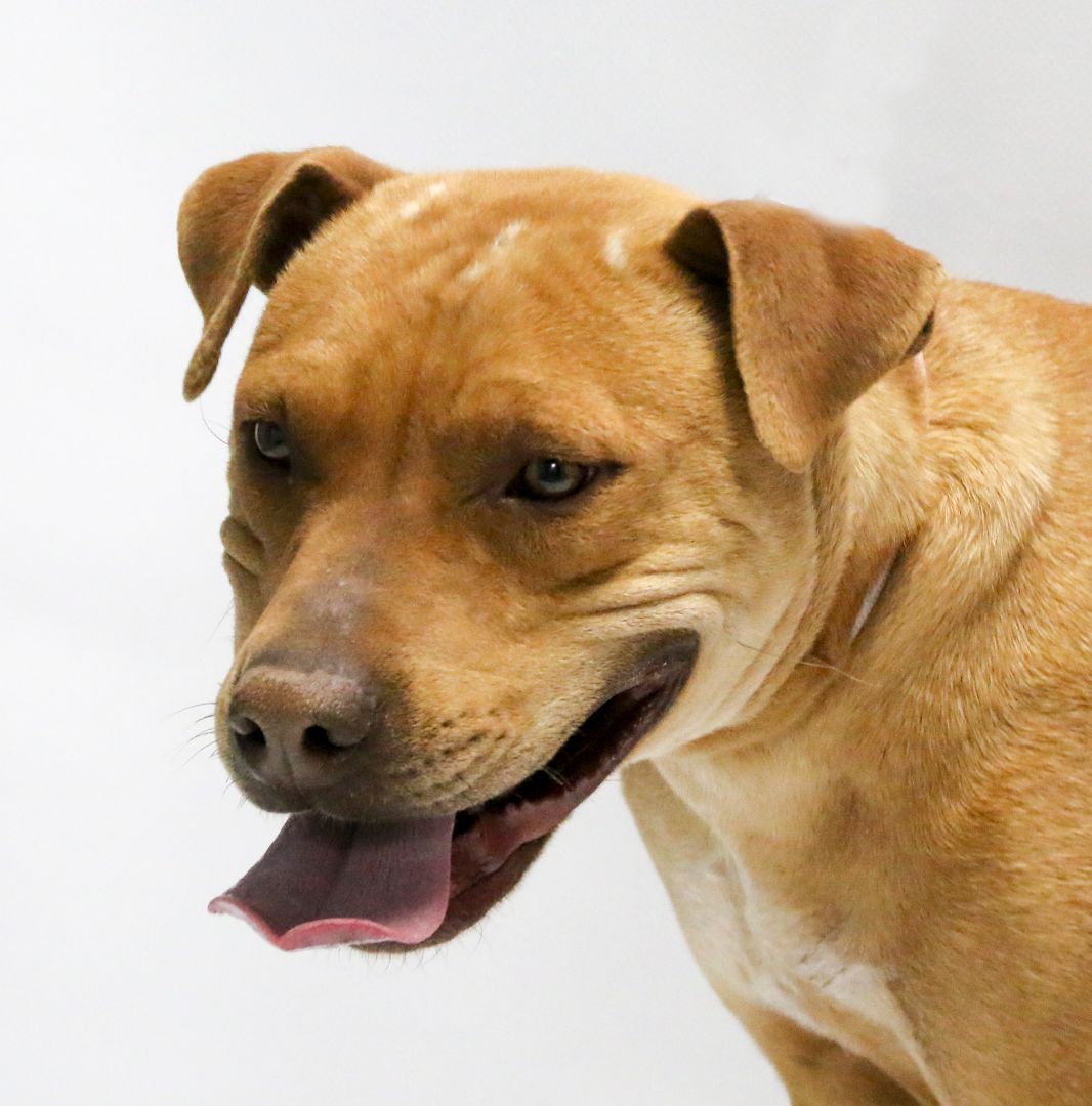 Enlarge Lorelei, a Adoptable mixed breed in Casa Grande, AZ image 6/6