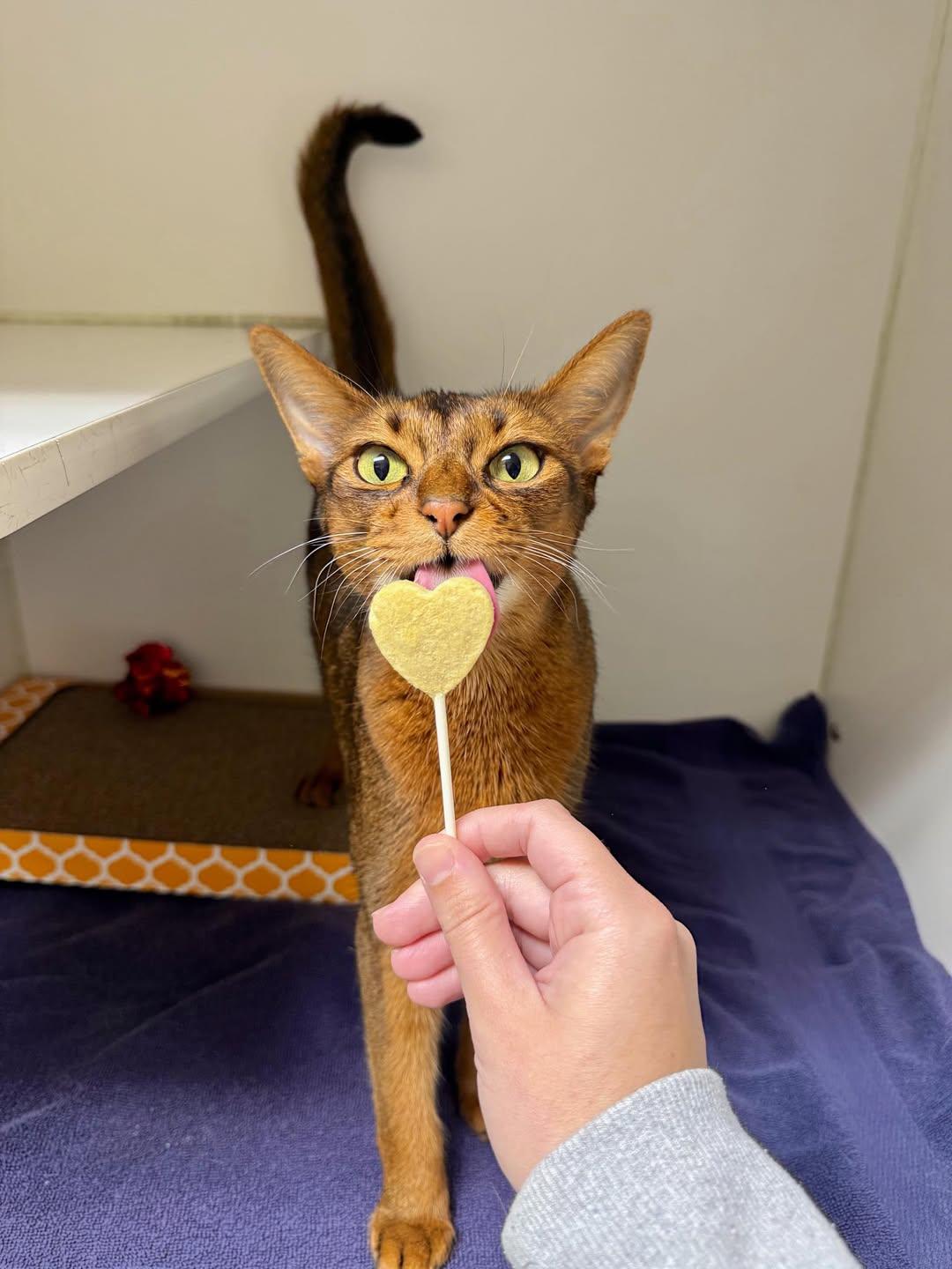 Enlarge Razzy, a Adopted Abyssinian in Gainesville, FL image 1/1