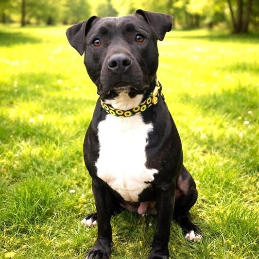 Enlarge Sirius, an adopted mixed breed in Palm Harbor, FL image 1/1