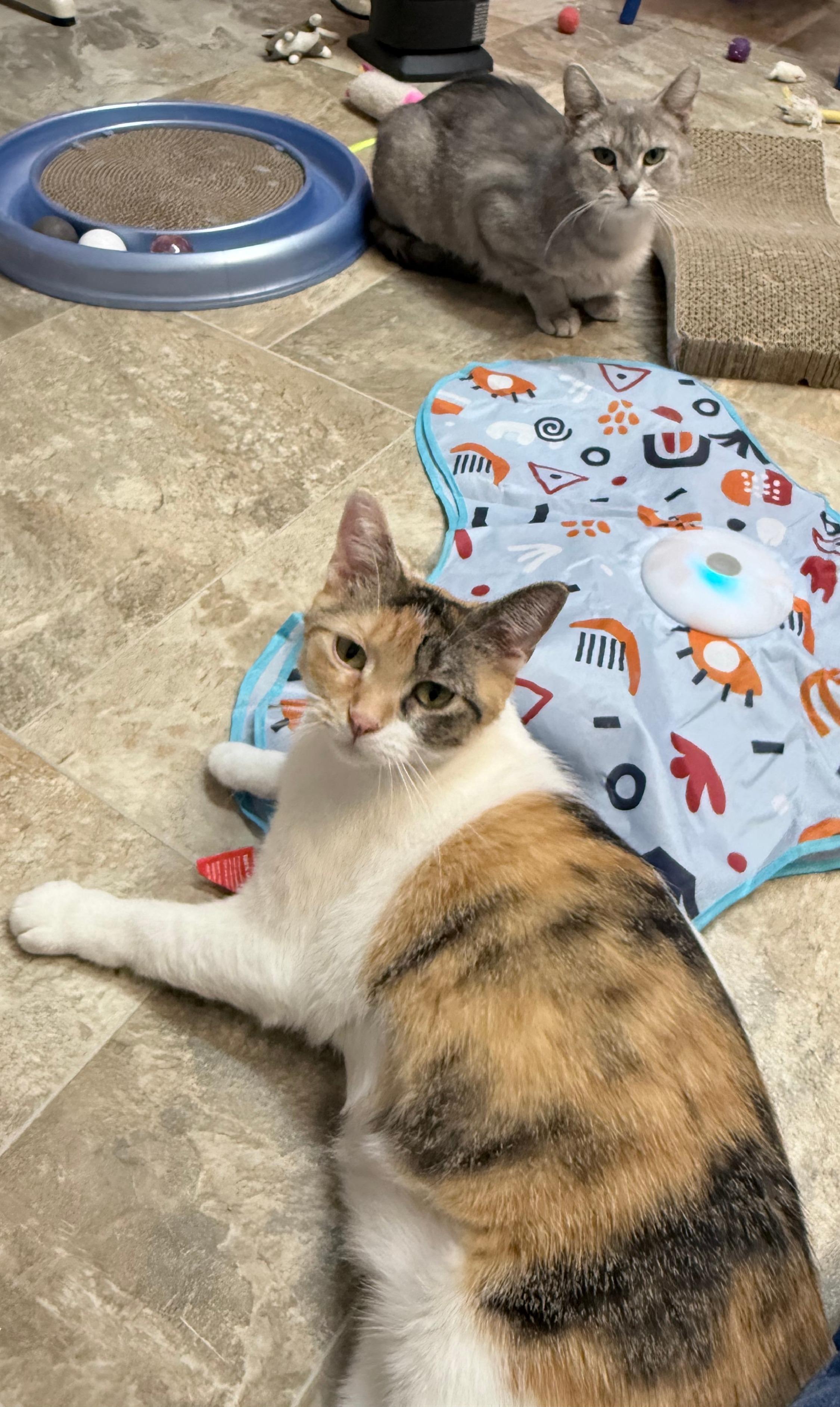 Charo and Molly, Adoptable, Young Female Domestic Short Hair.