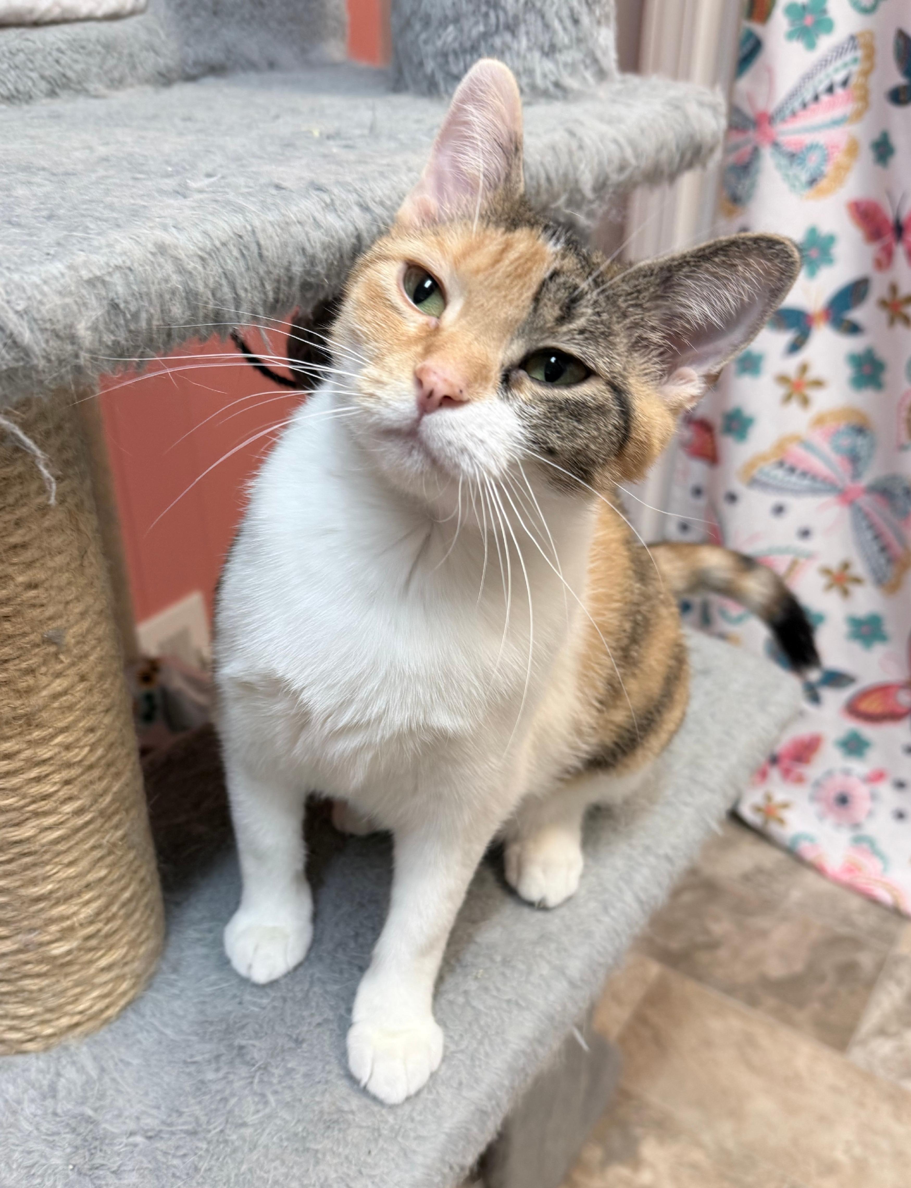 Enlarge Charo and Molly, a Adoptable Domestic Short Hair in Neenah, WI image 2/6