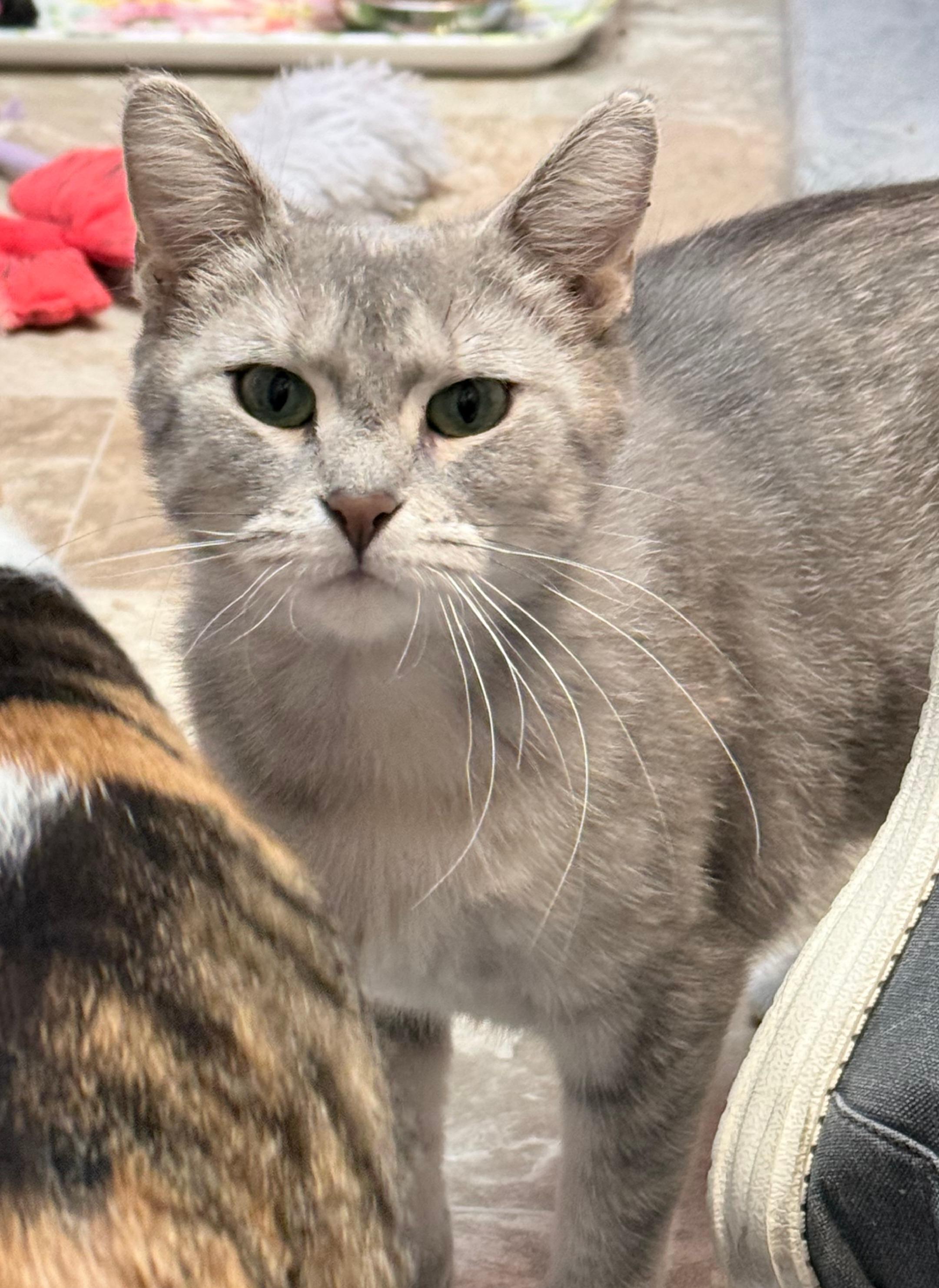 Enlarge Charo and Molly, a Adoptable Domestic Short Hair in Neenah, WI image 3/6