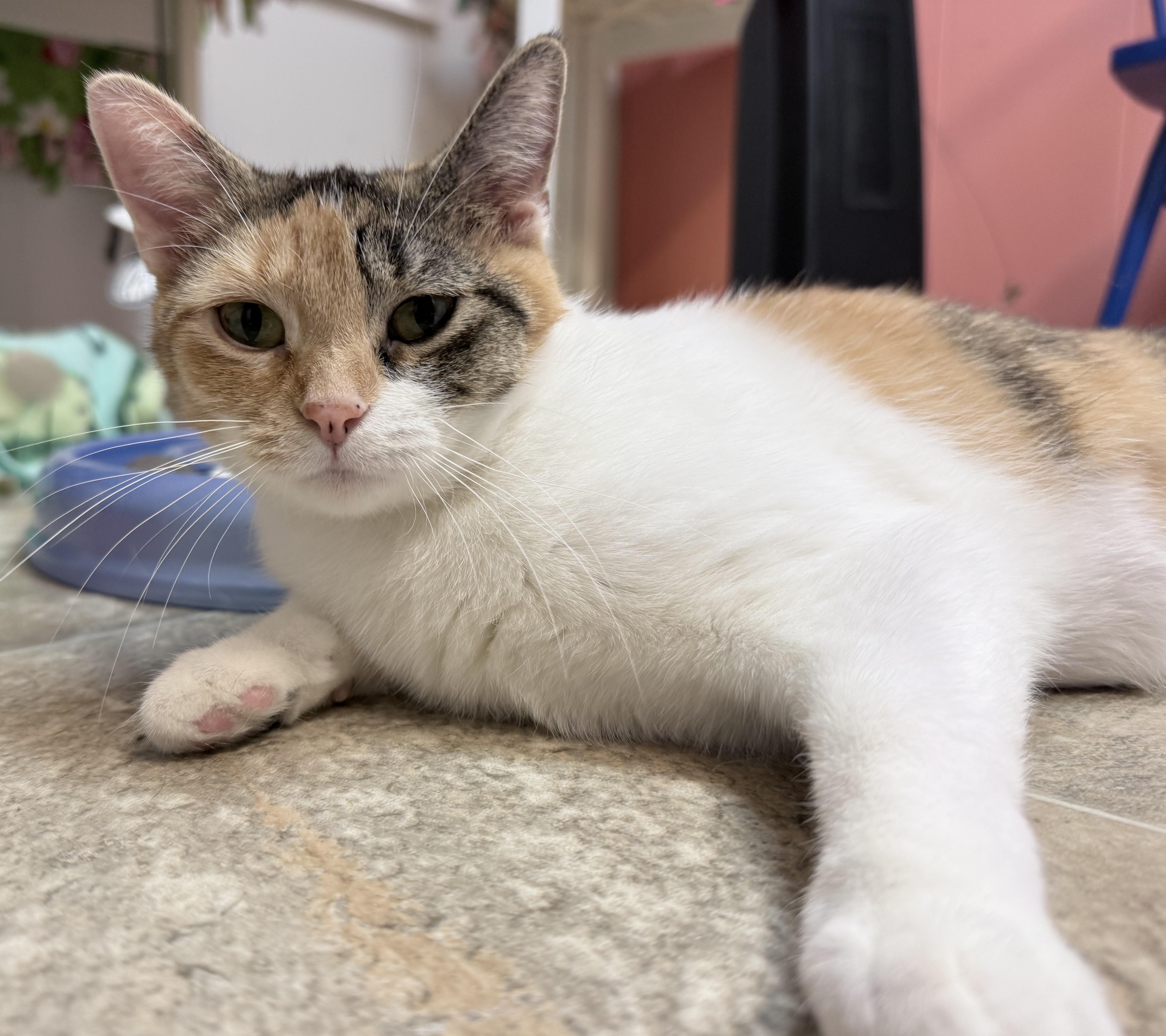 Enlarge Charo and Molly, a Adoptable Domestic Short Hair in Neenah, WI image 4/6