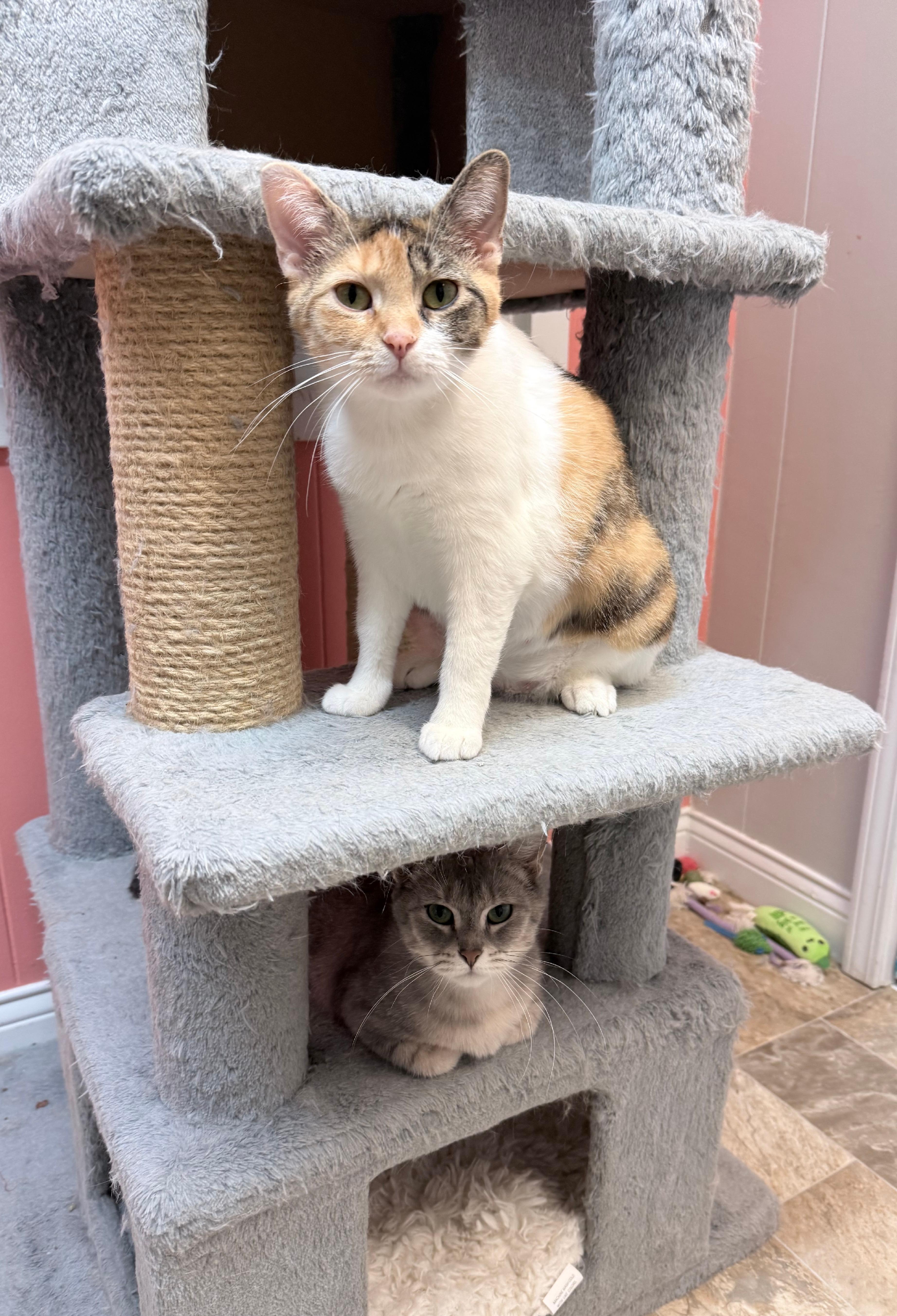 Charo & Molly, Adoptable, Young Female Domestic Short Hair.