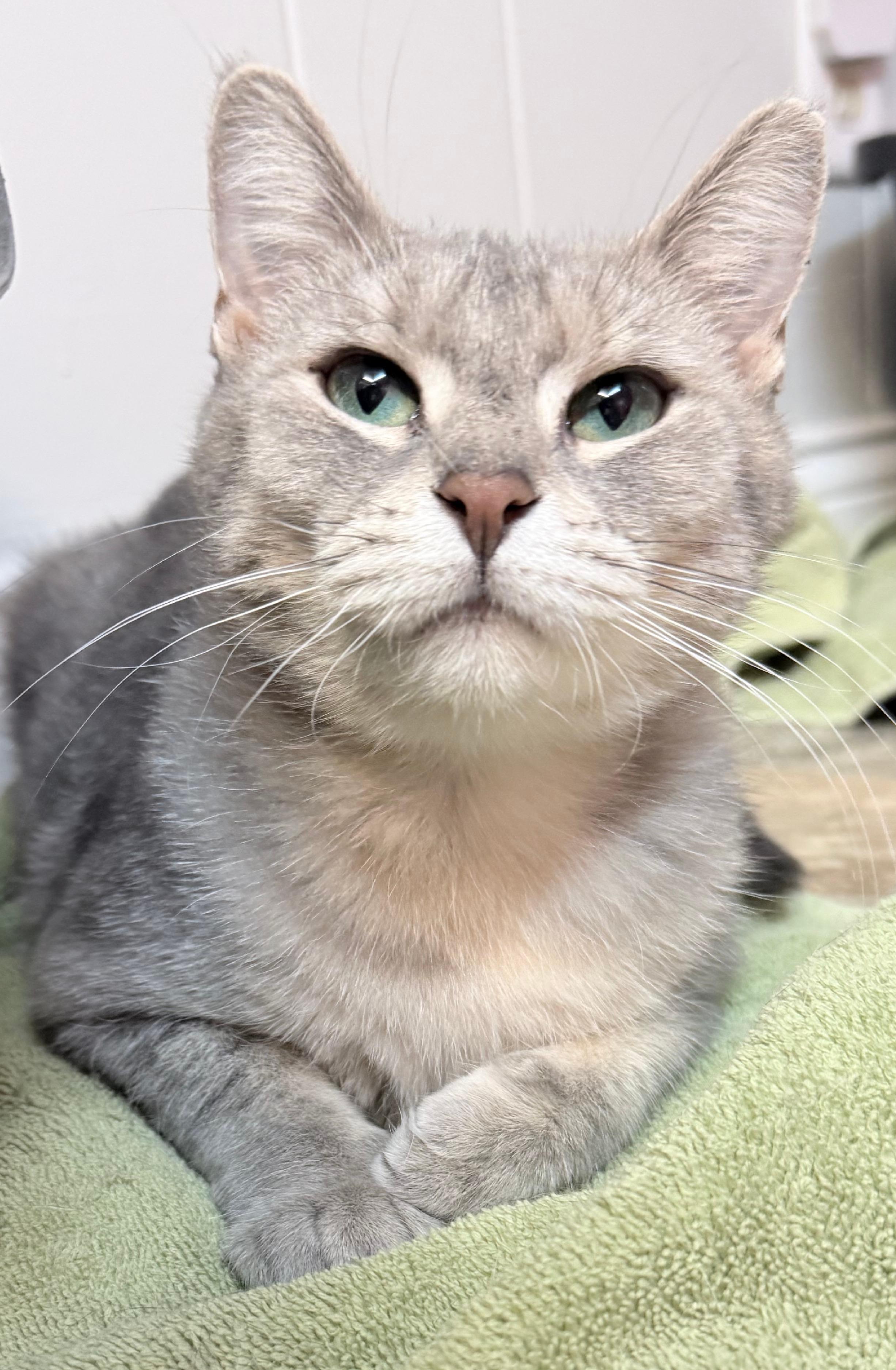 Enlarge Charo and Molly, a Adoptable Domestic Short Hair in Neenah, WI image 6/6