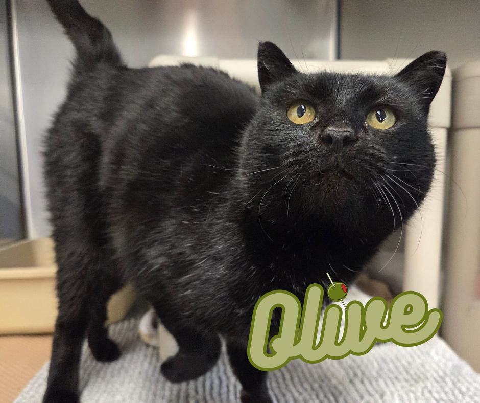 Olive, ADOPTABLE, Adult Female Domestic Short Hair.