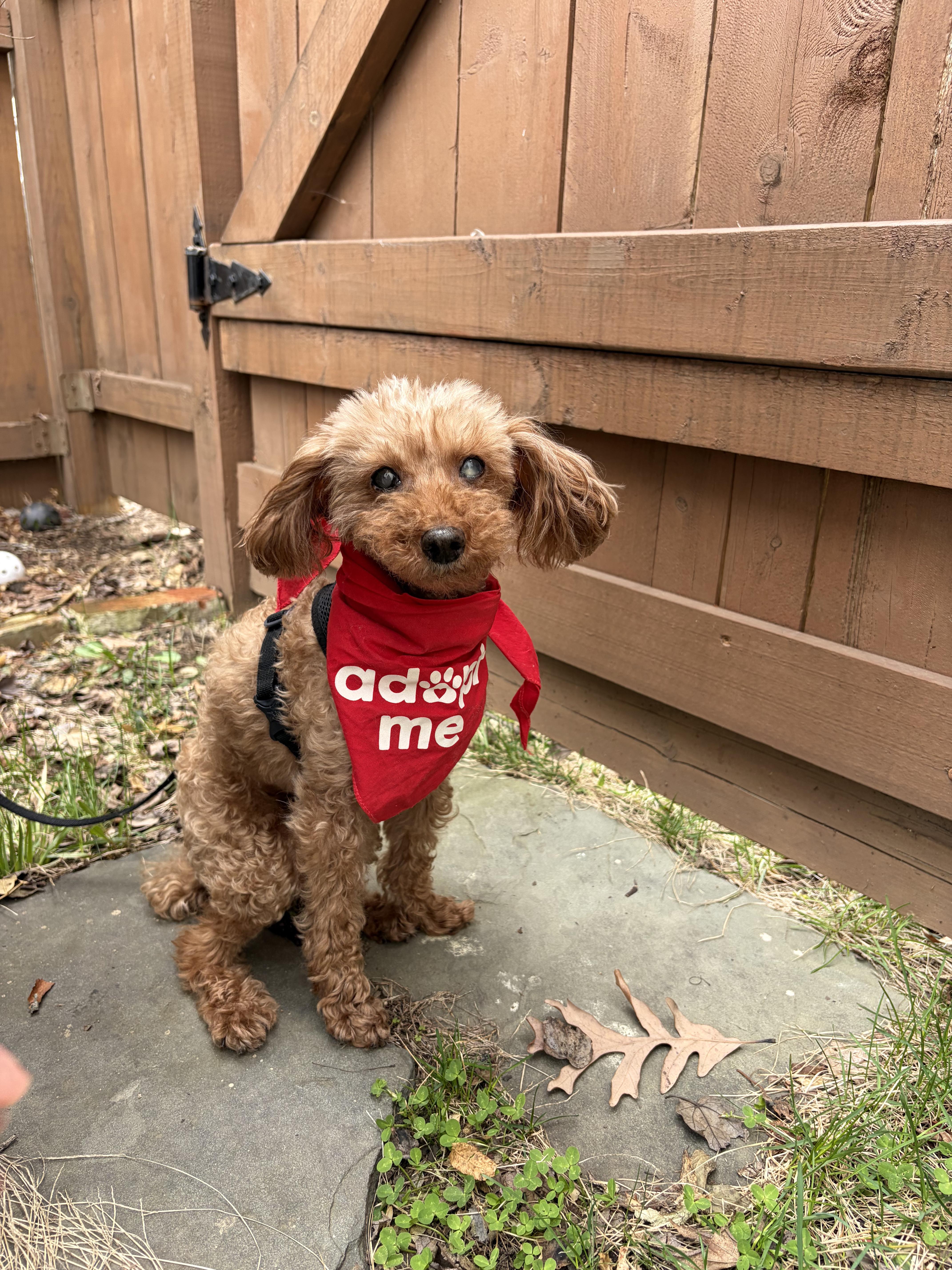 Enlarge Teddy , a ADOPTABLE Poodle (Toy) in Thornwood, NY image 1/5