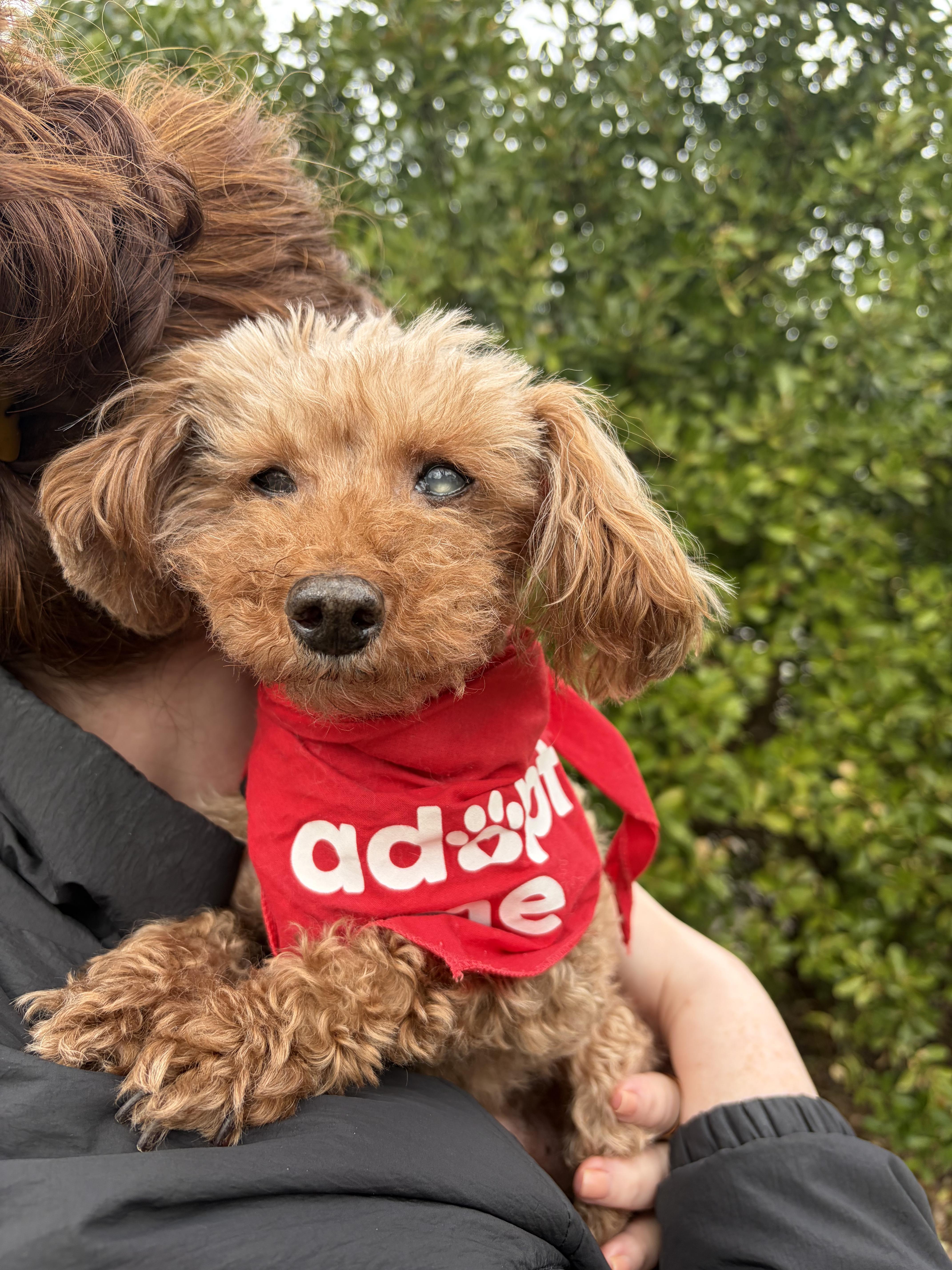 Enlarge Teddy , a ADOPTABLE Poodle (Toy) in Thornwood, NY image 5/5