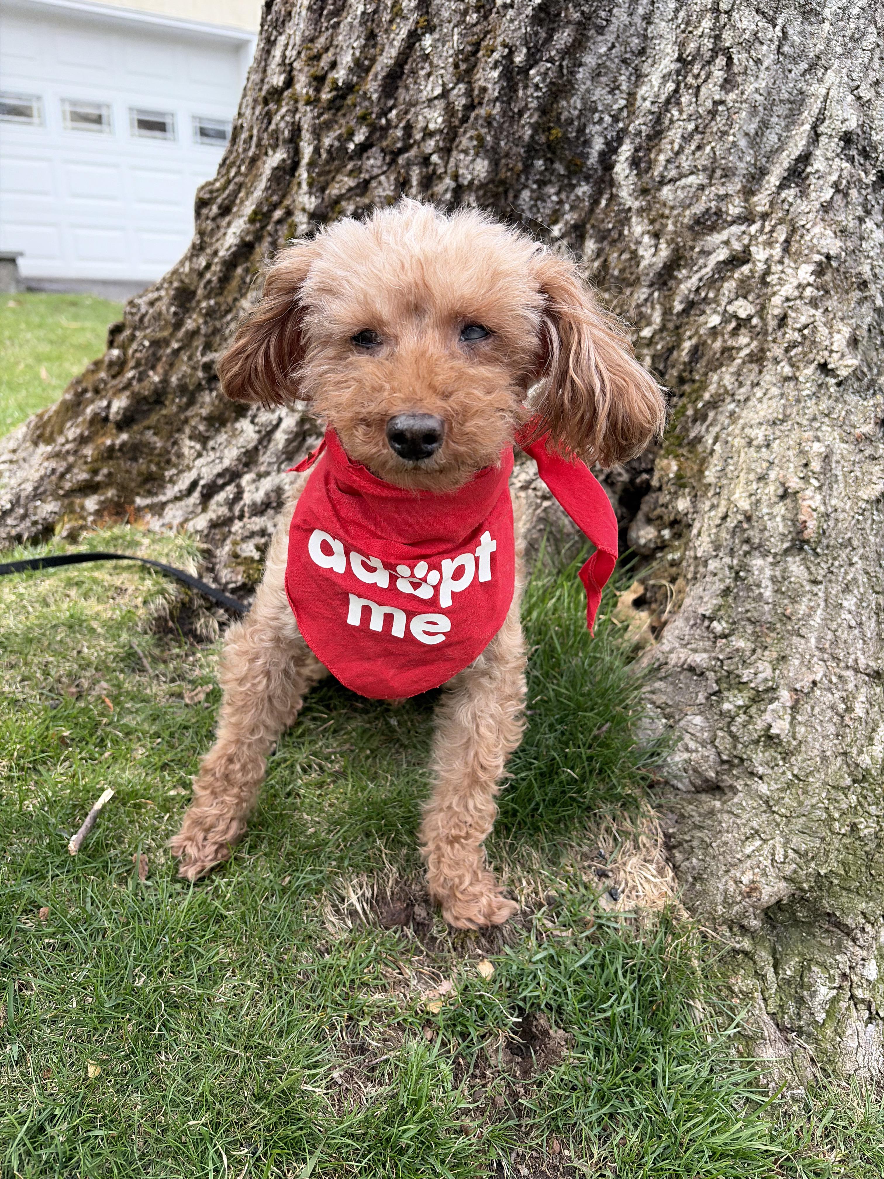 Enlarge Teddy , a ADOPTABLE Poodle (Toy) in Thornwood, NY image 2/5