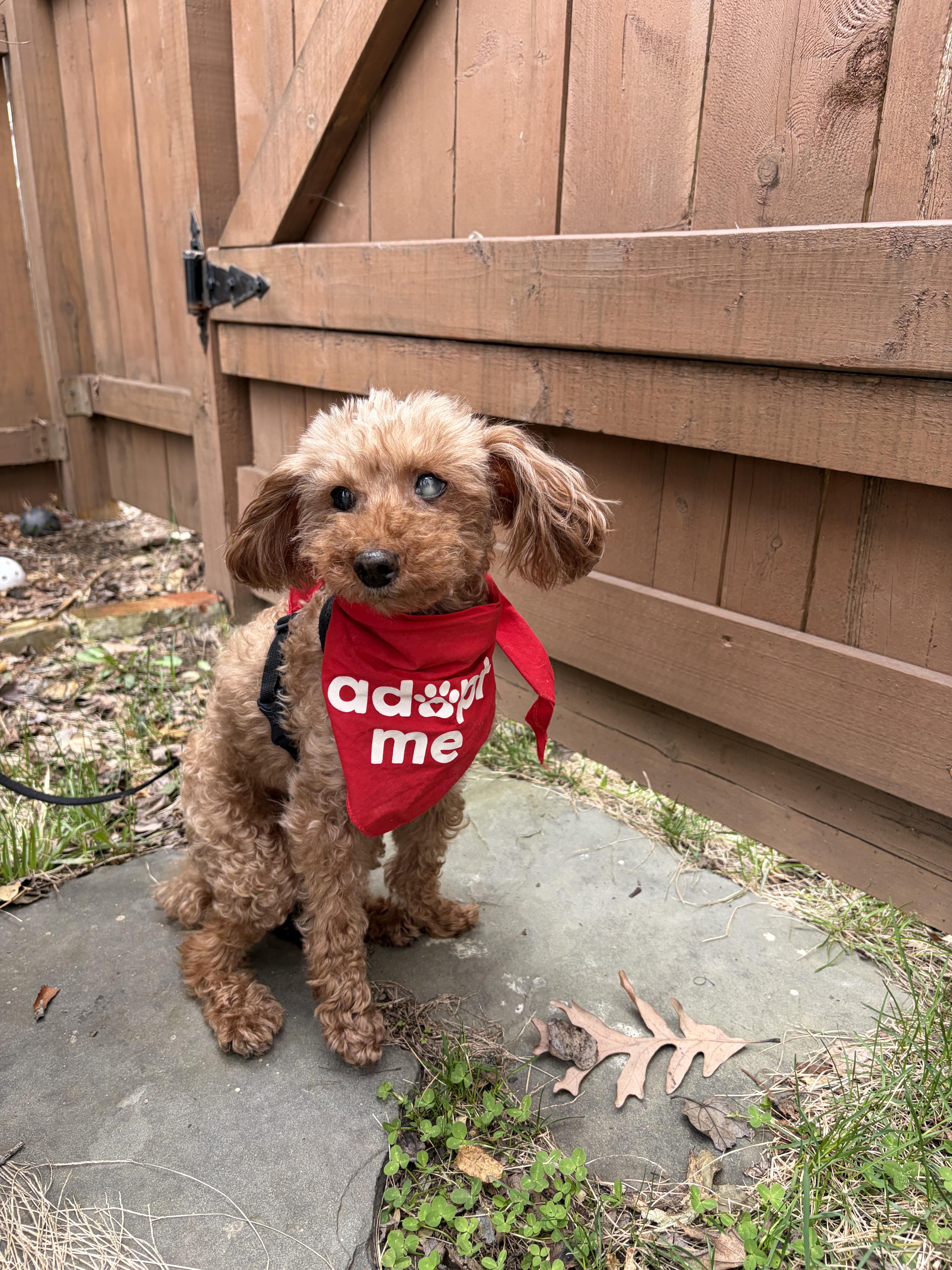 Enlarge Teddy , a ADOPTABLE Poodle (Toy) in Thornwood, NY image 3/5