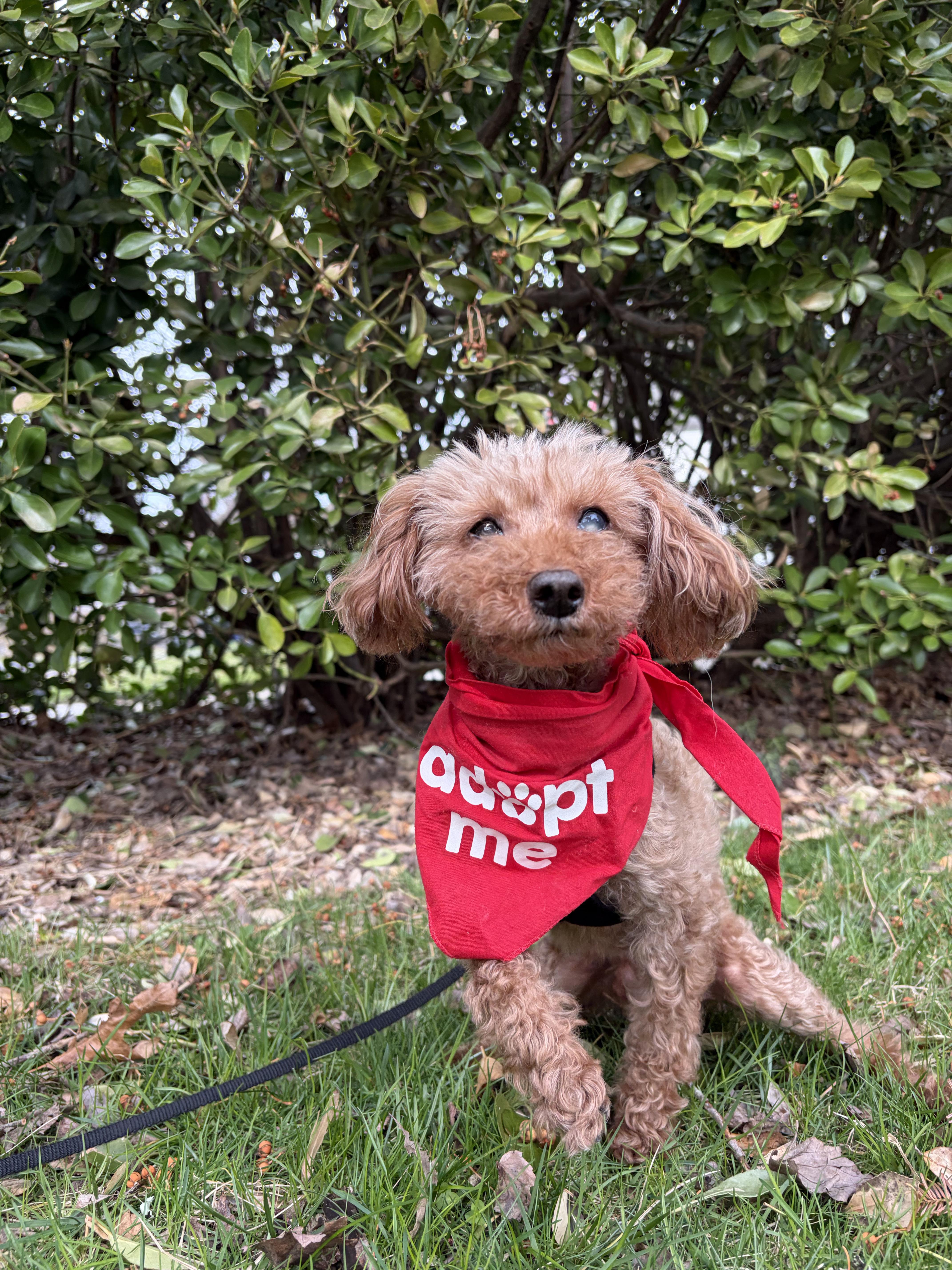 Enlarge Teddy , a ADOPTABLE Poodle (Toy) in Thornwood, NY image 4/5