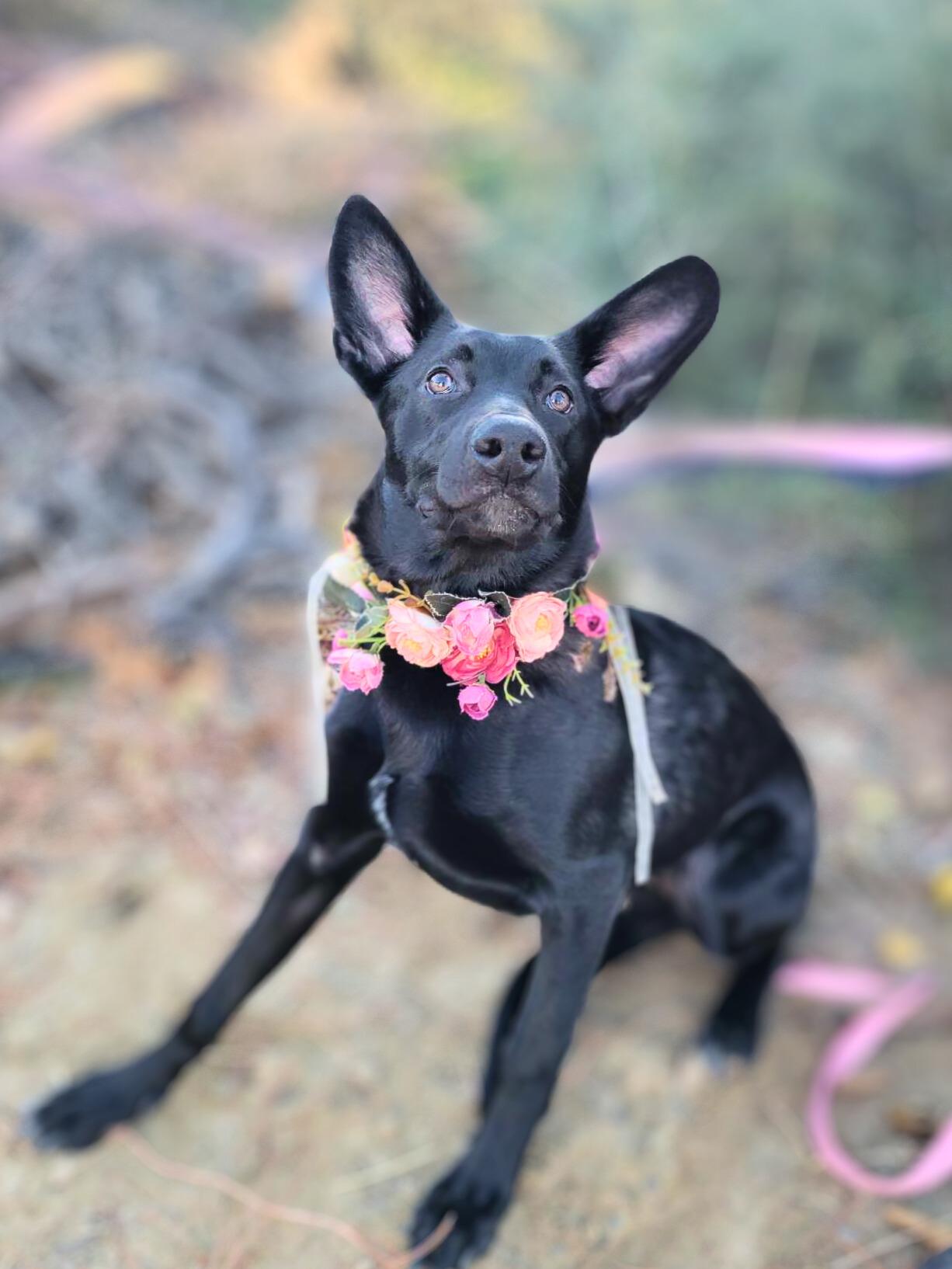 Seasons, a Adoptable mixed breed in Temecula, CA image 5/6