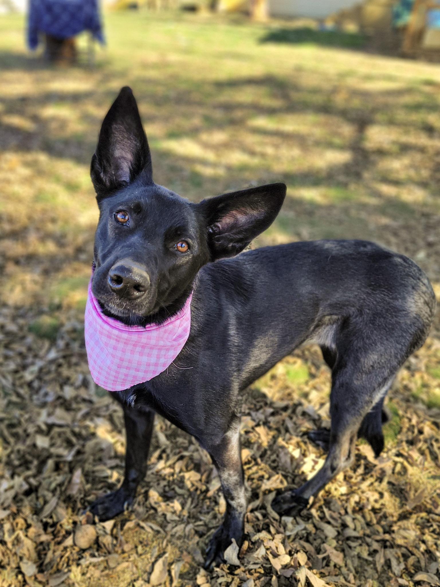 Seasons, Adoptable, Young Female Shepherd & Black Labrador Retriever.