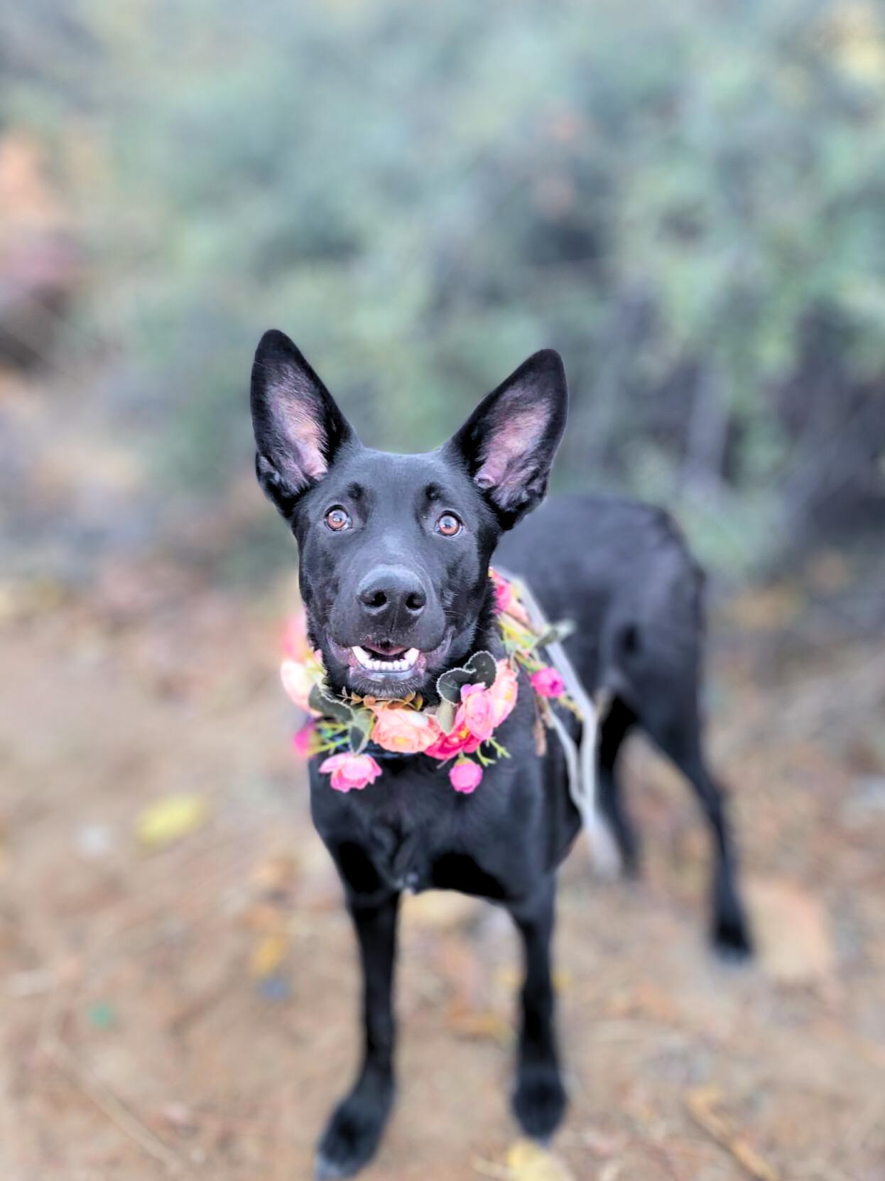 Seasons, a Adoptable mixed breed in Temecula, CA image 4/6