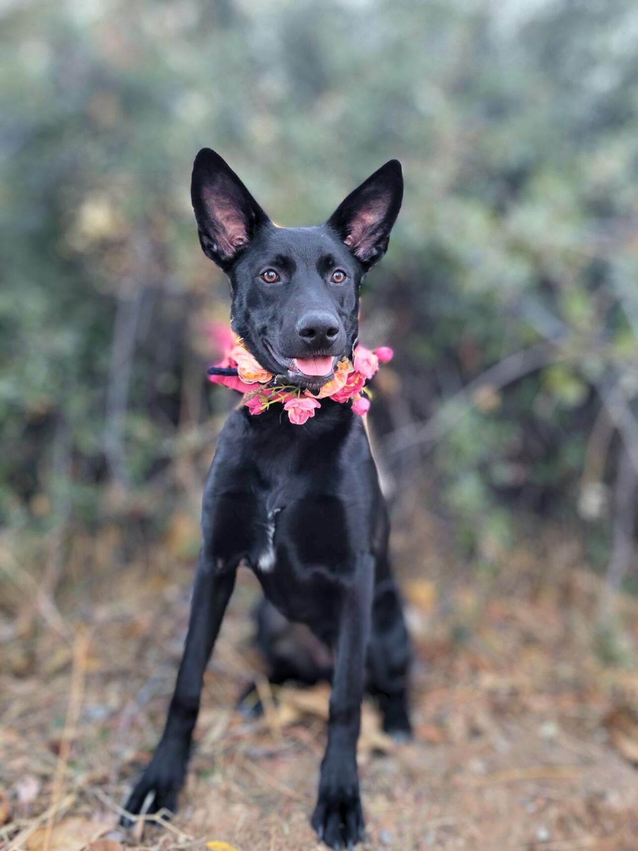 Seasons, a Adoptable mixed breed in Temecula, CA image 2/6