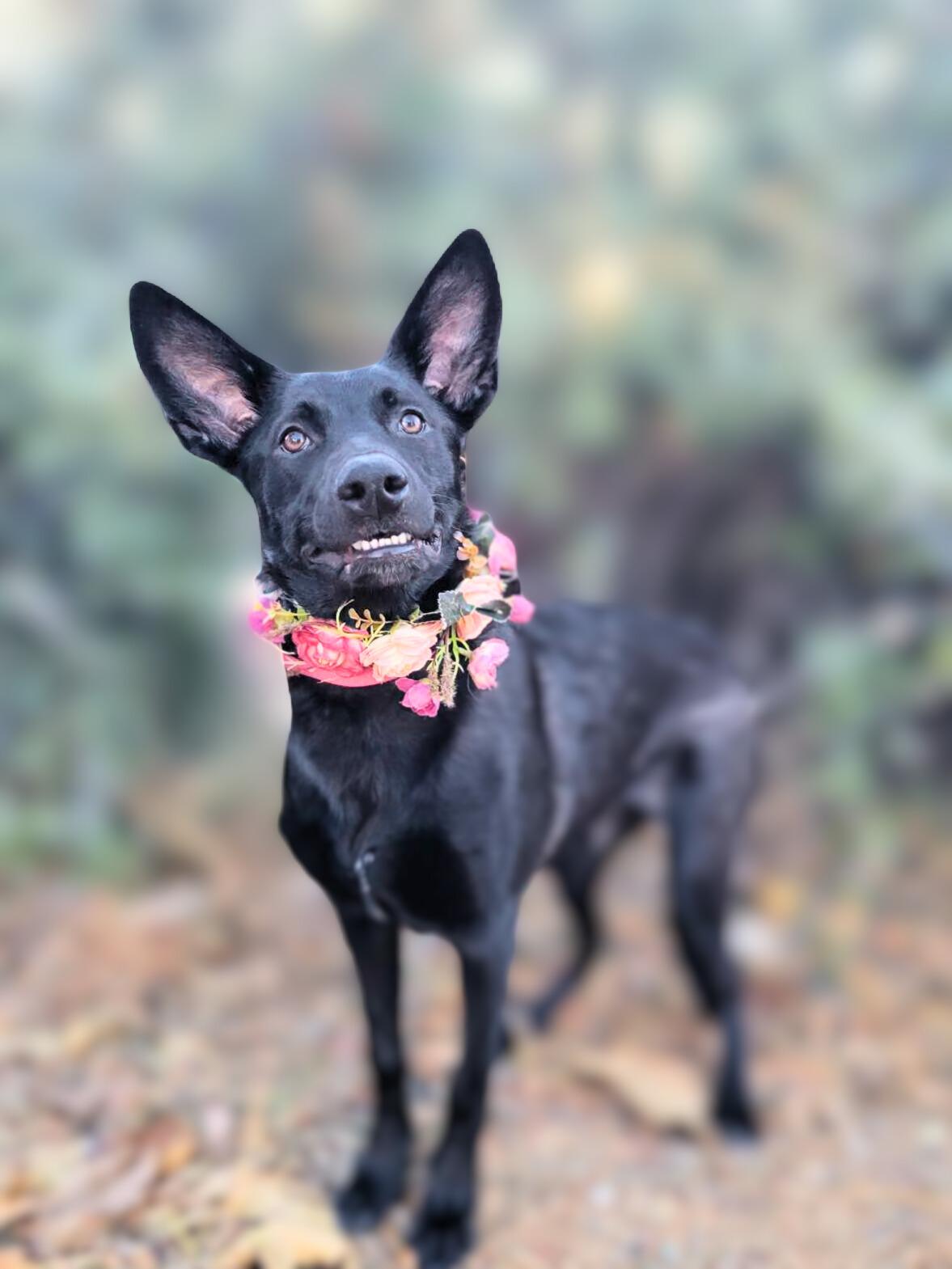Seasons, a Adoptable mixed breed in Temecula, CA image 6/6