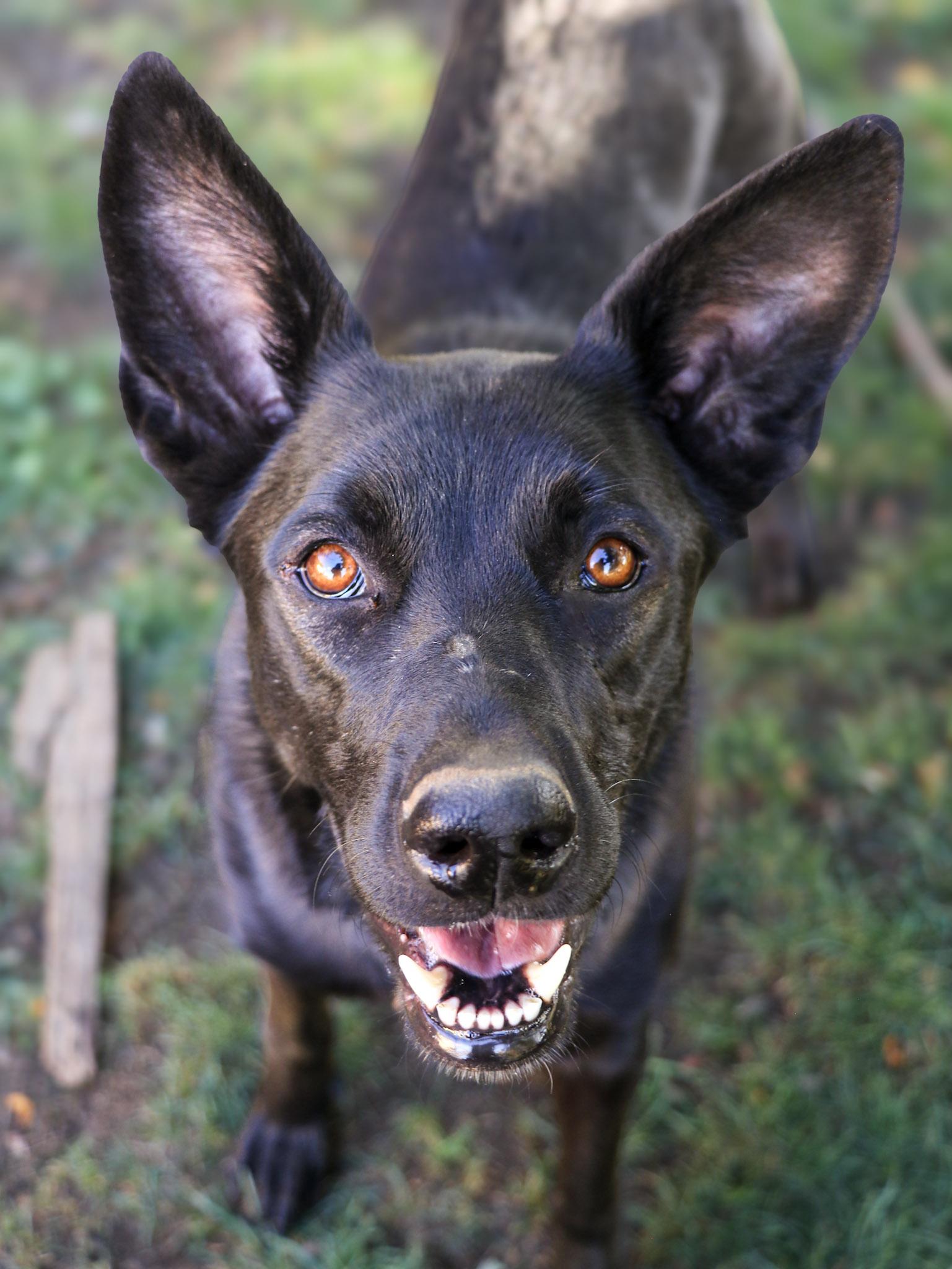 Enlarge Seasons, a Adoptable mixed breed in Temecula, CA image 1/6
