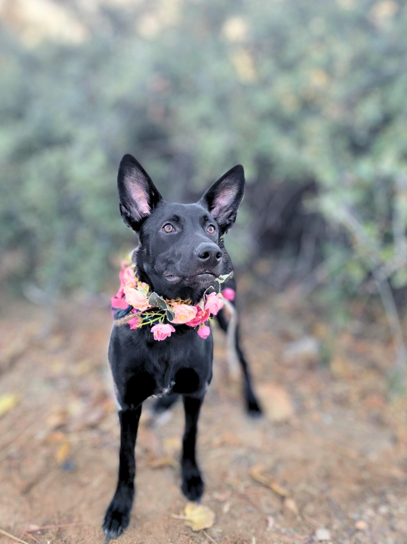 Seasons, a Adoptable mixed breed in Temecula, CA image 1/6