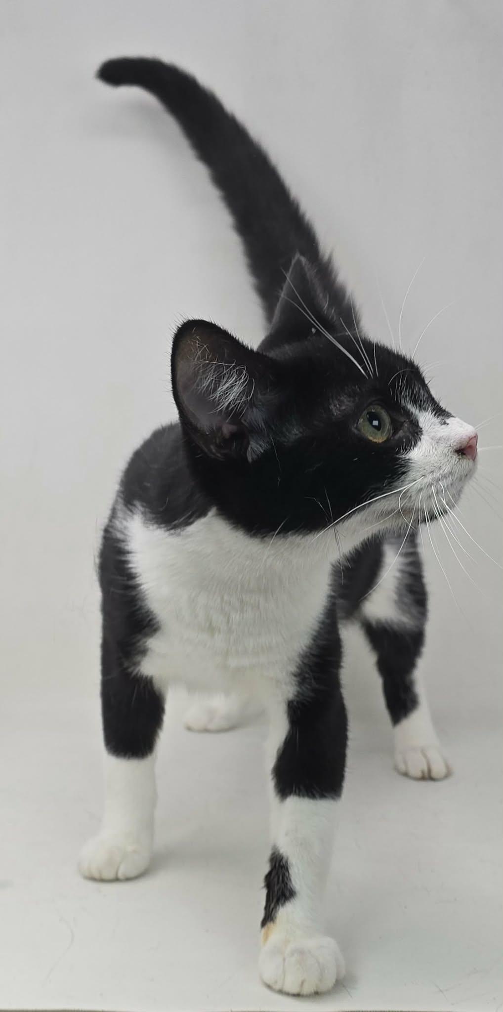 Enlarge Lefty Lopez, an adoptable Domestic Short Hair in Newport, TN image 4/5
