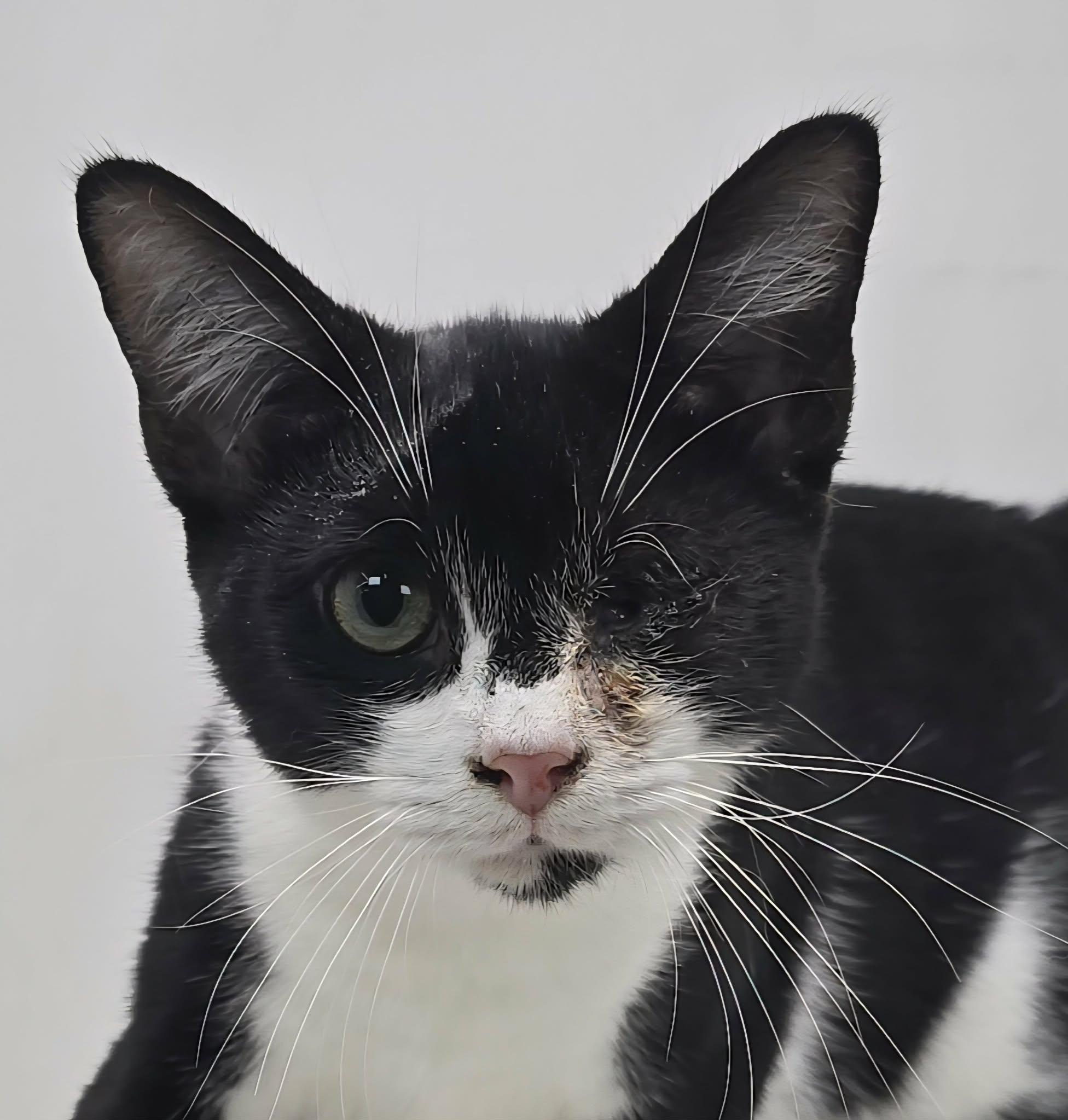 Lefty Lopez, adoptable, Young Male Domestic Short Hair.