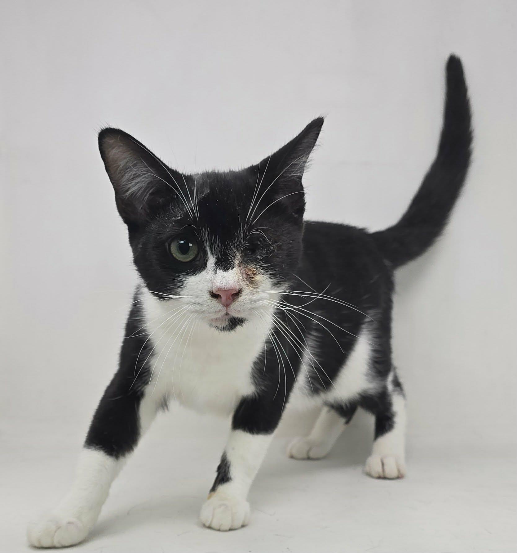 Enlarge Lefty Lopez, an adoptable Domestic Short Hair in Newport, TN image 5/5