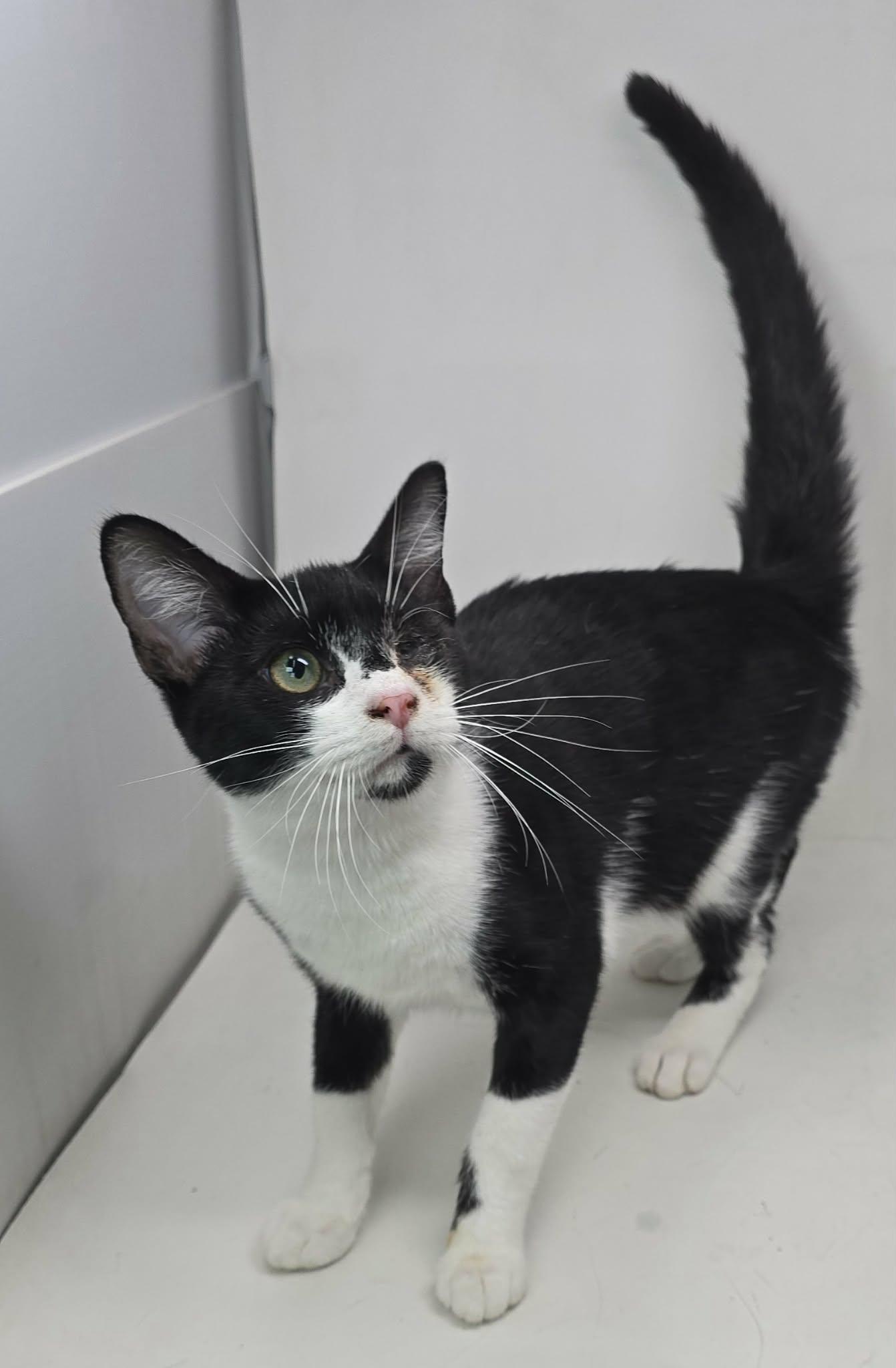 Enlarge Lefty Lopez, an adoptable Domestic Short Hair in Newport, TN image 2/5