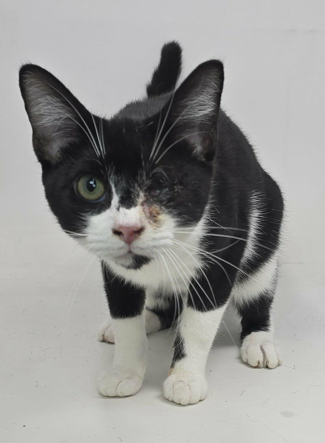 Enlarge Lefty Lopez, an adoptable Domestic Short Hair in Newport, TN image 3/5