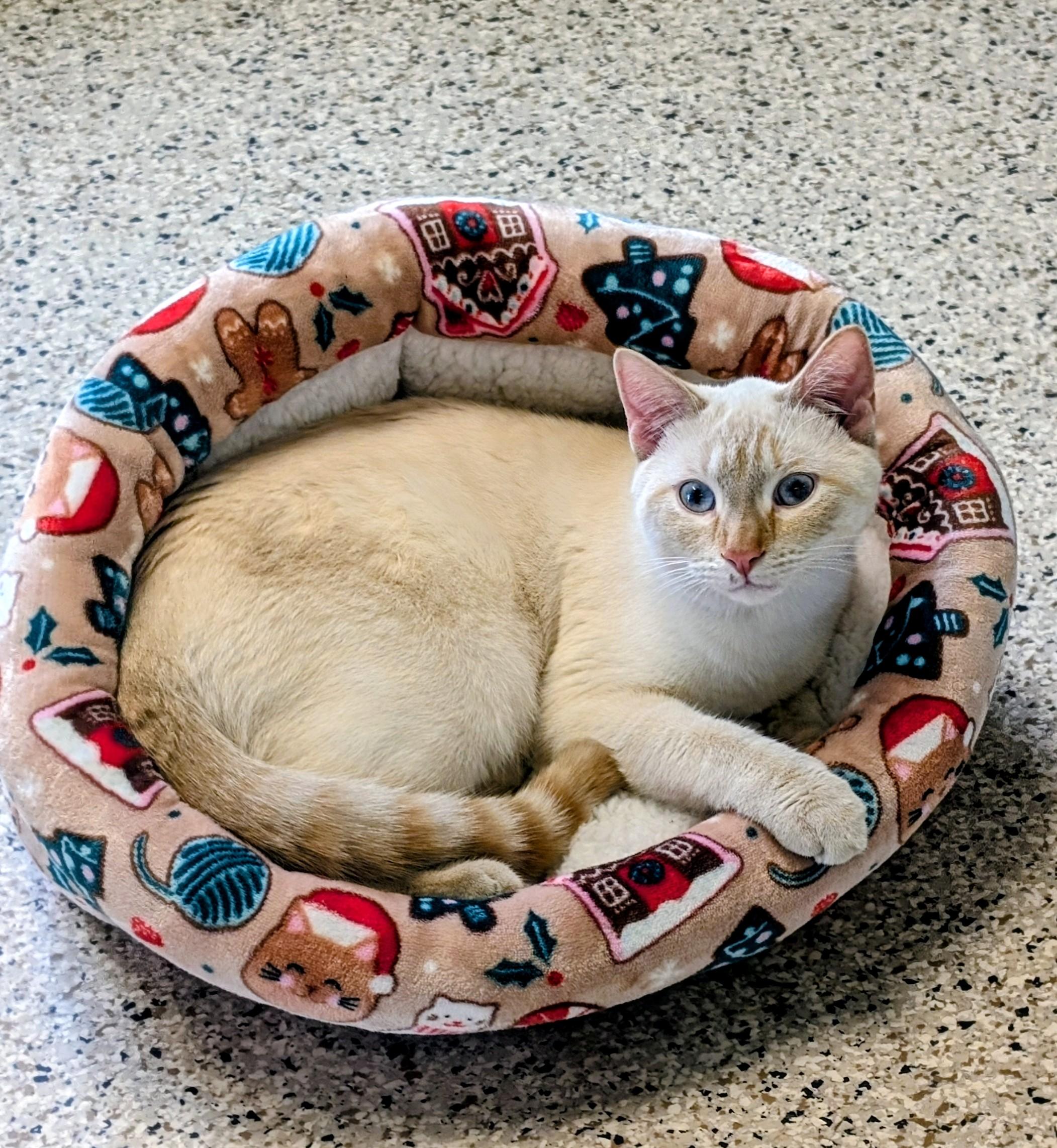 Gino, ADOPTABLE, Adult Male Domestic Short Hair.
