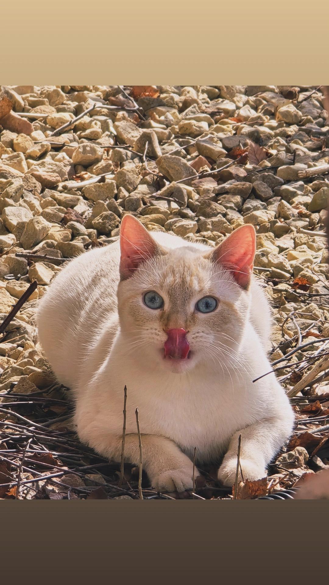 Gino, a ADOPTABLE Domestic Short Hair in Buffalo, MN image 2/2