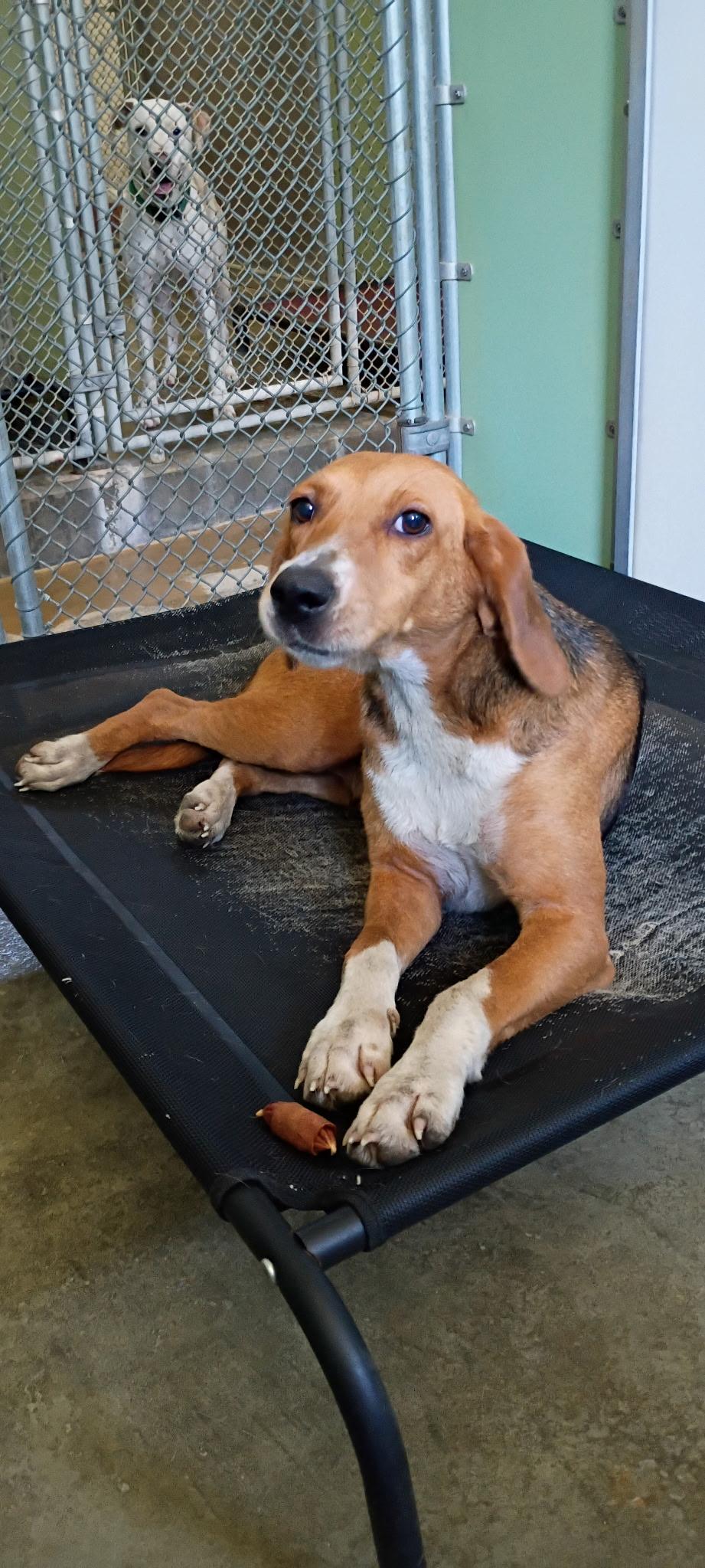 Sunshine, a ADOPTABLE Hound in Charles City, VA image 5/5
