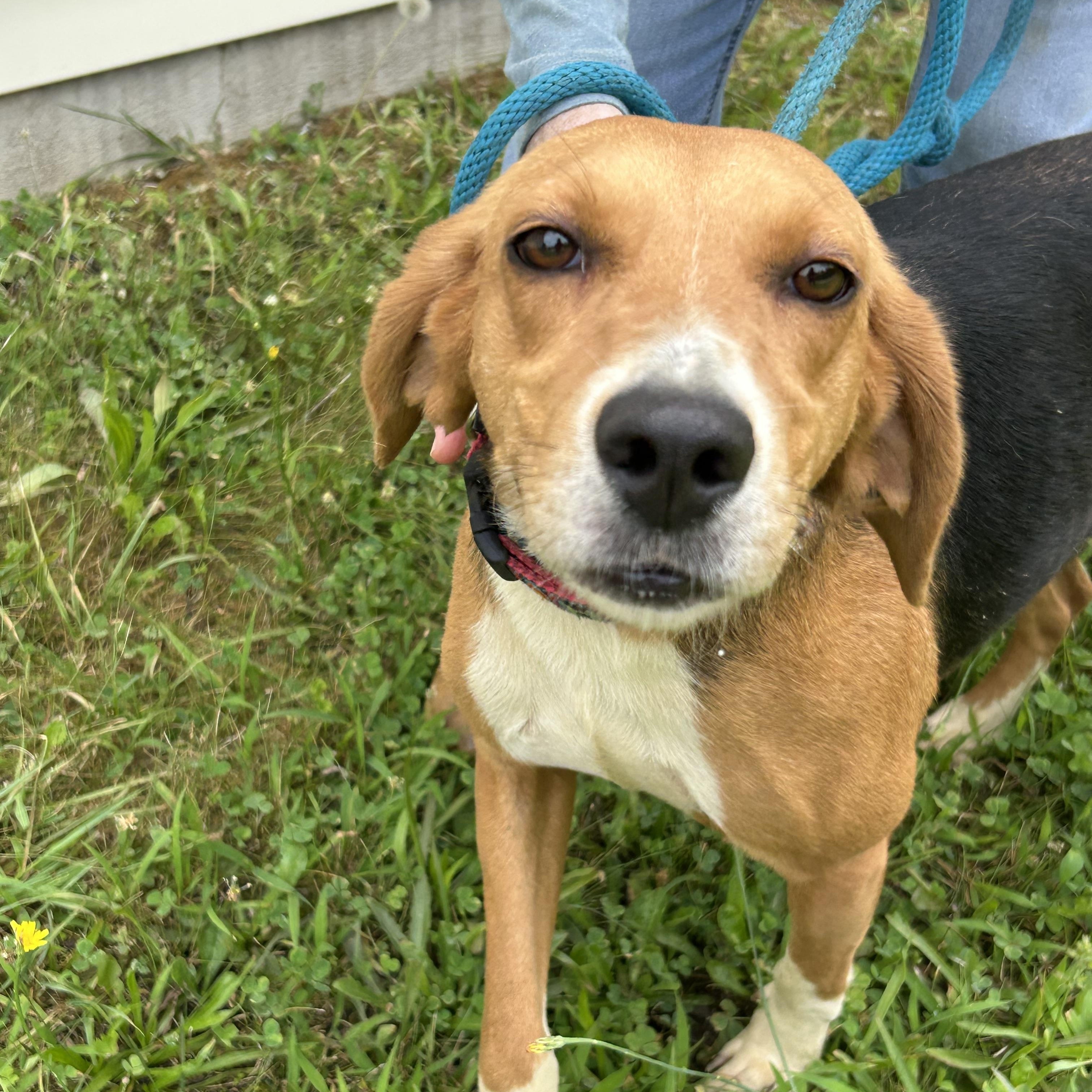 Sunshine, a ADOPTABLE Hound in Charles City, VA image 1/5
