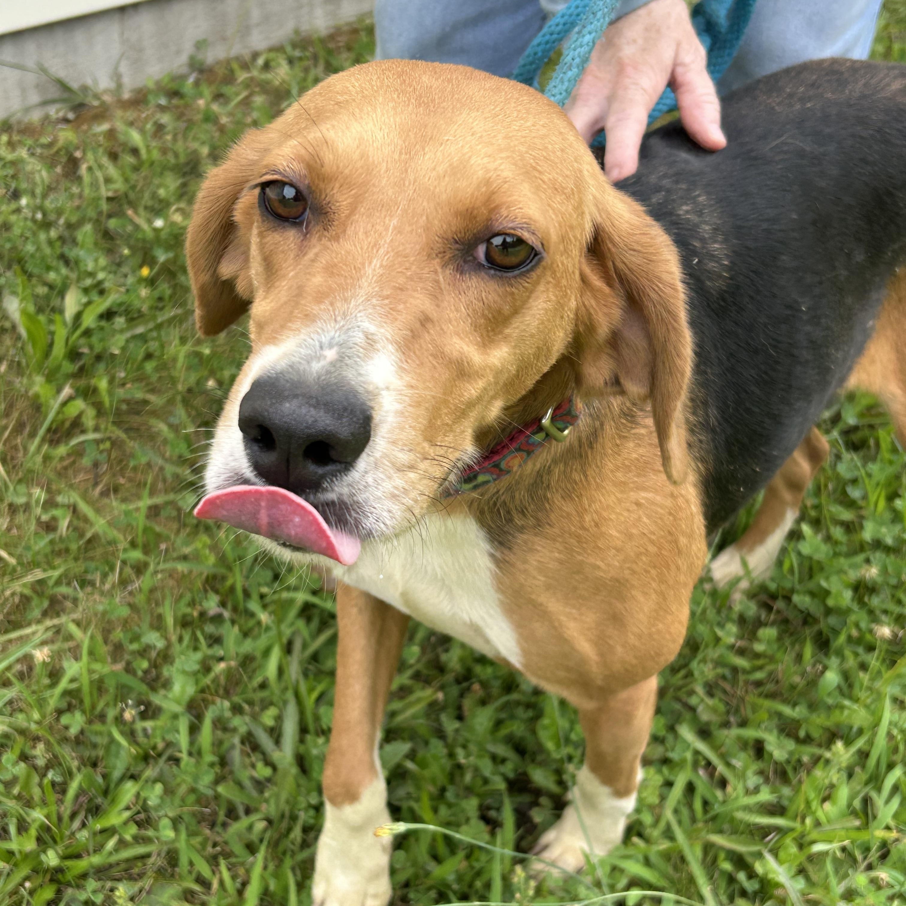 Sunshine, a ADOPTABLE Hound in Charles City, VA image 4/5